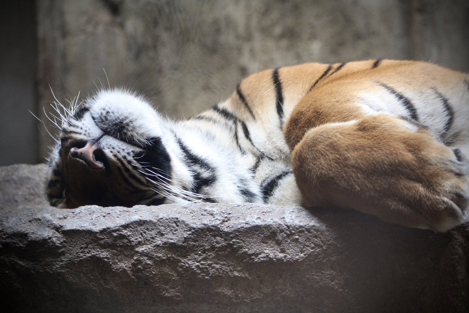 Malayan Tiger (P. t. tigris / “jacksoni”)