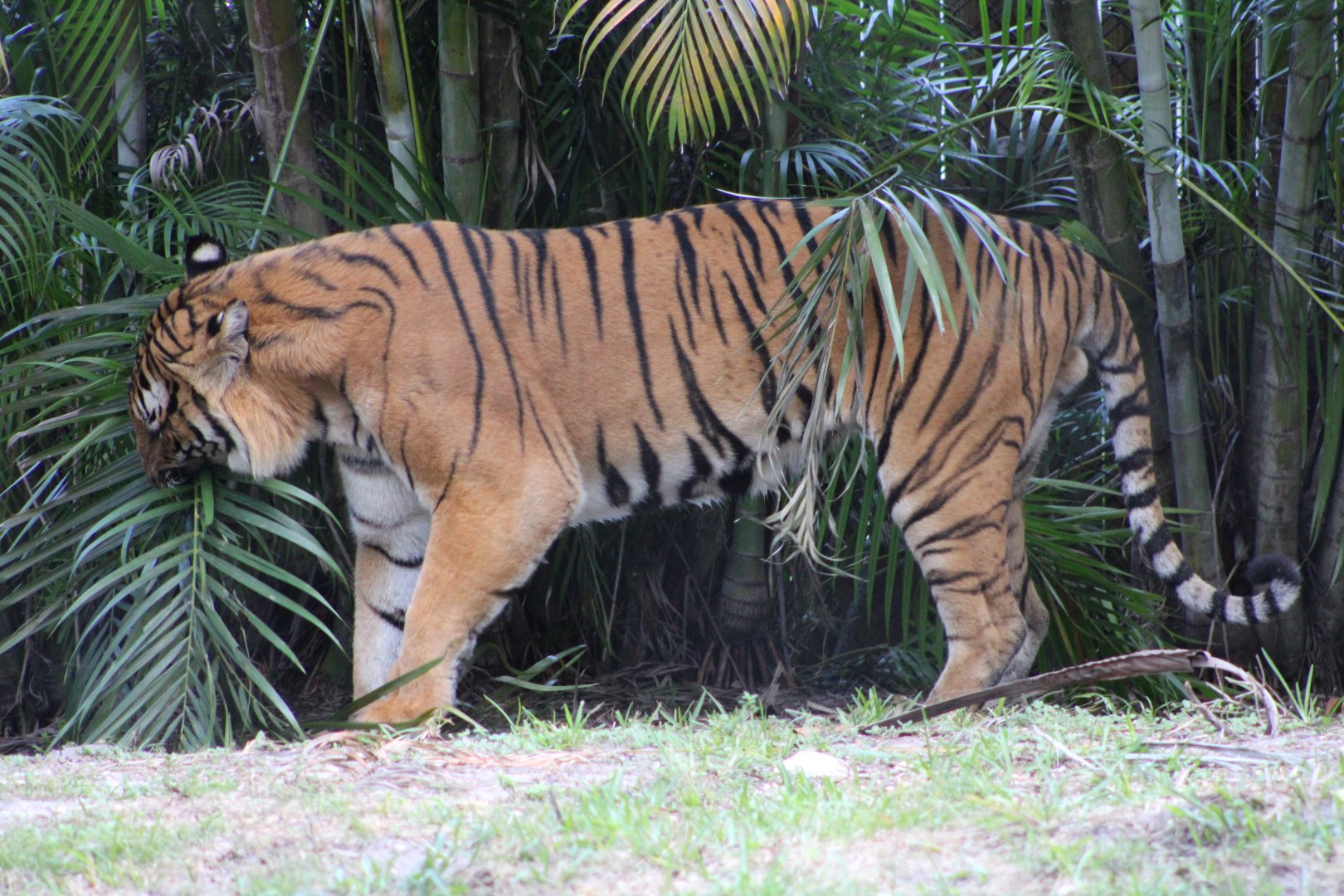 Malayan Tiger (P. t. tigris / “jacksoni”)