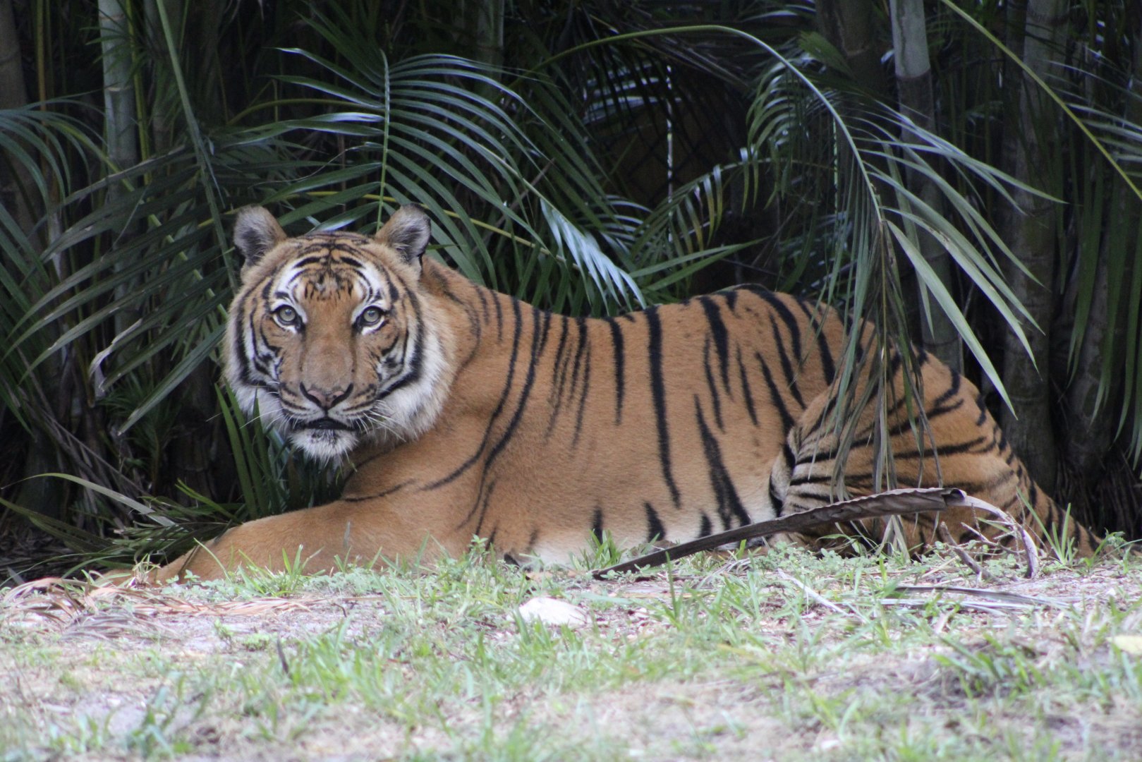 Malayan Tiger (P. t. tigris / “jacksoni”)