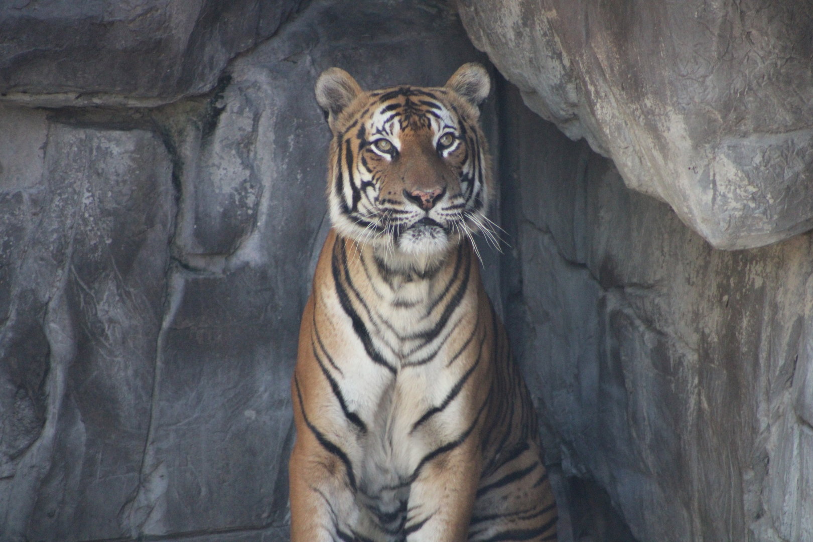 Malayan Tiger (P. tigris jacksoni)