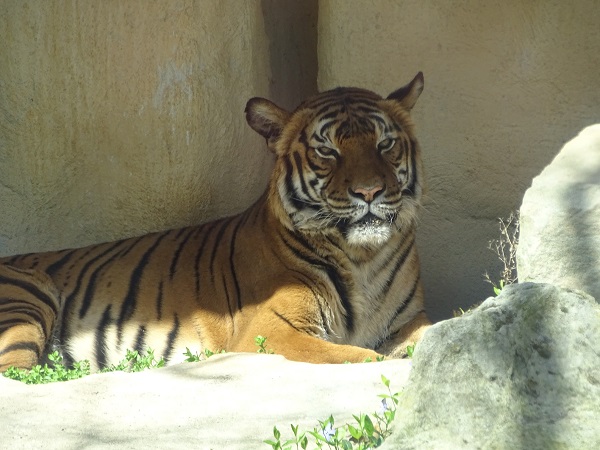 Malayan tiger (Panthera tigris jacksoni) (04/22)