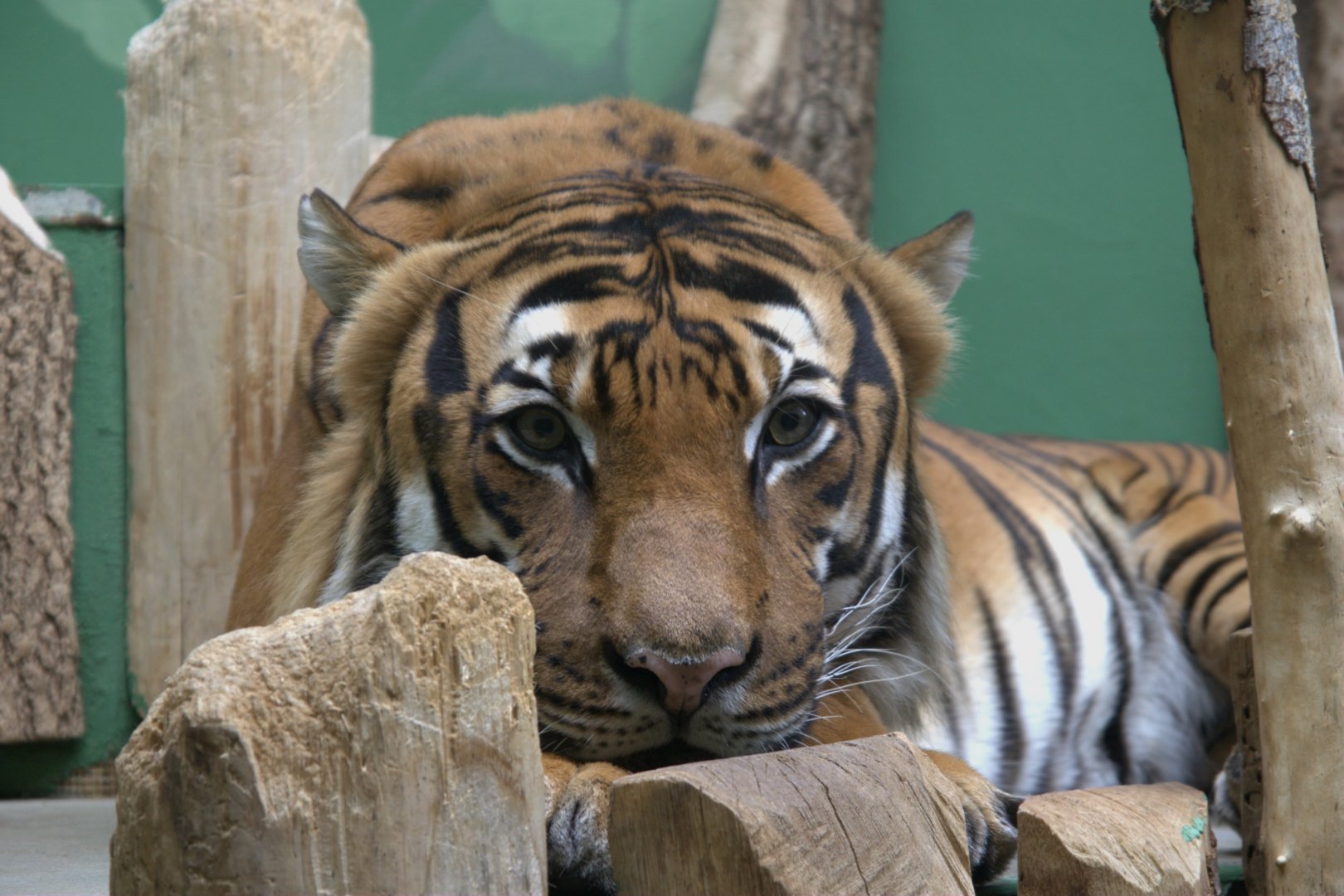 Malayan Tiger (Panthera tigris jacksoni), 12-09-25