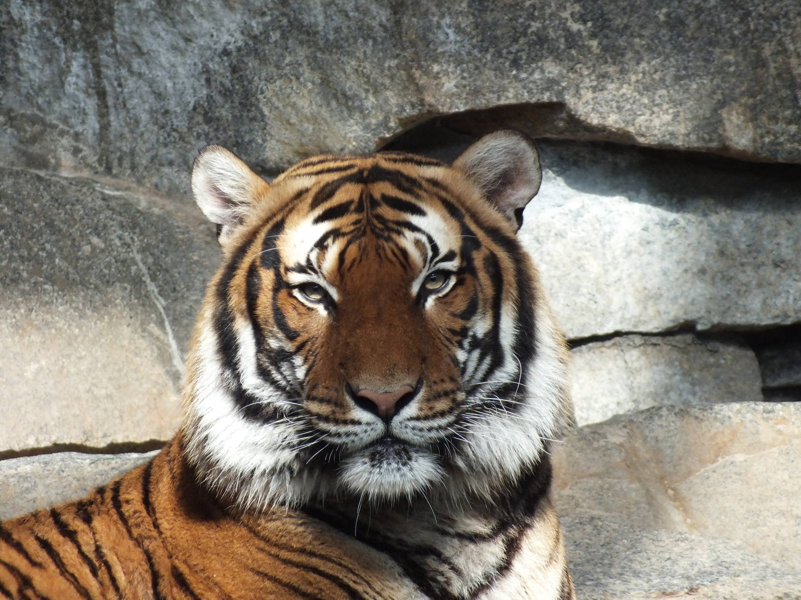 Malayan Tiger (Panthera tigris jacksoni) at Tierpark Berlin - 3 April 2014