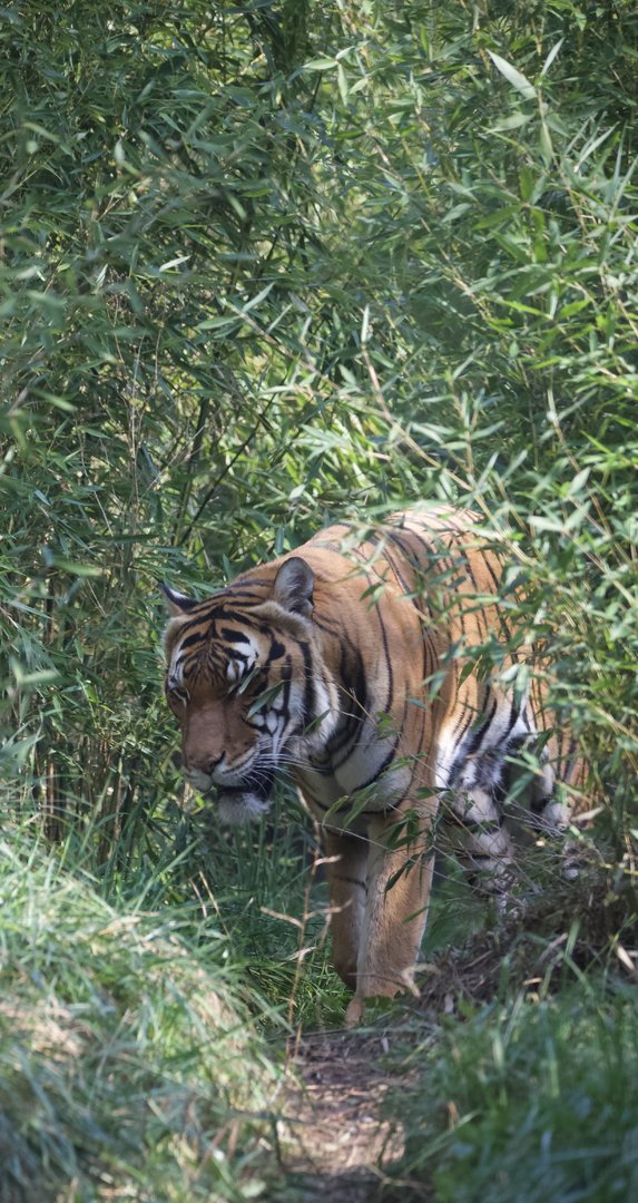 Malayan Tiger/ Panthera tigris "jacksoni", Bumi