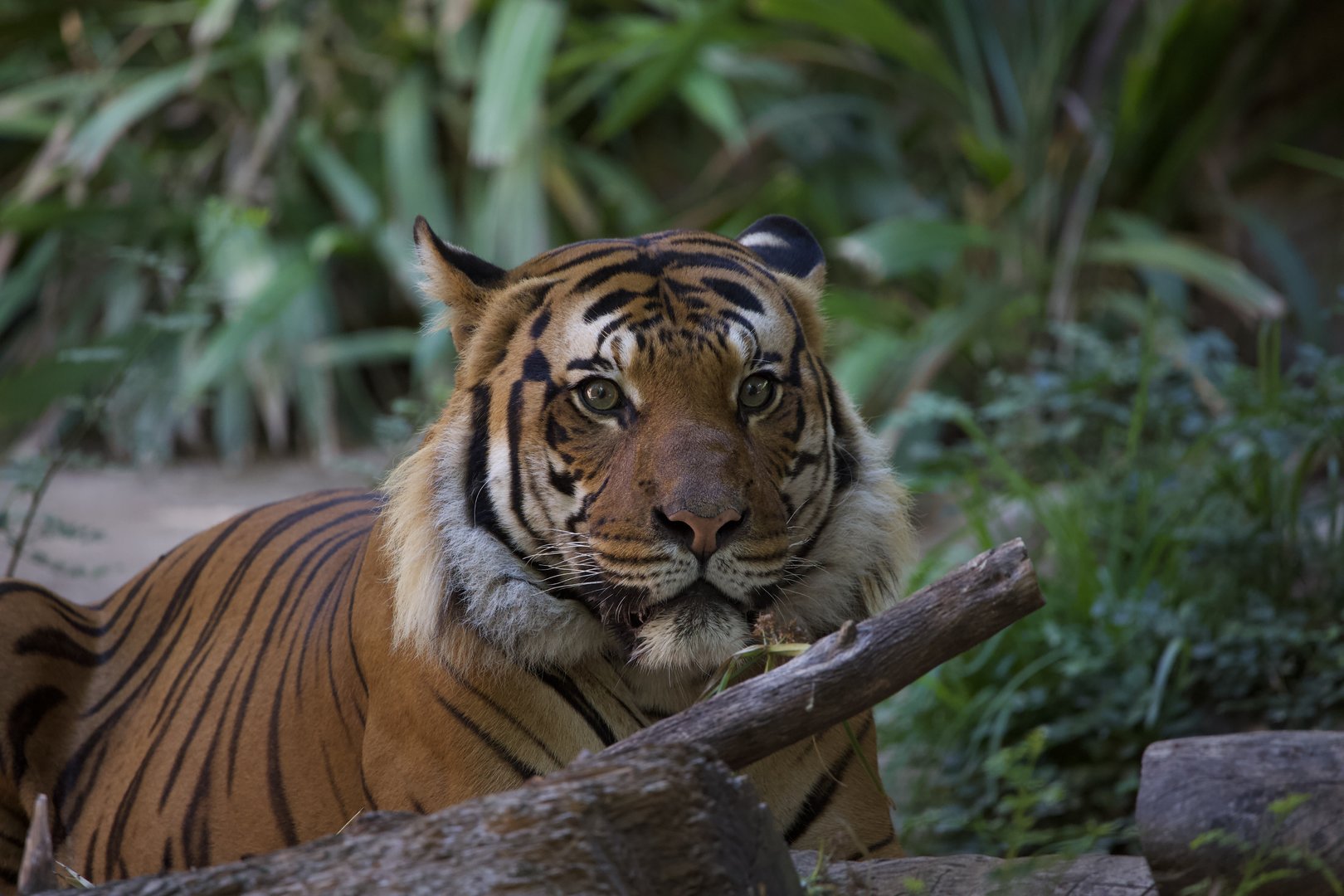 Malayan Tiger/ Panthera tigris "jacksoni" Conner