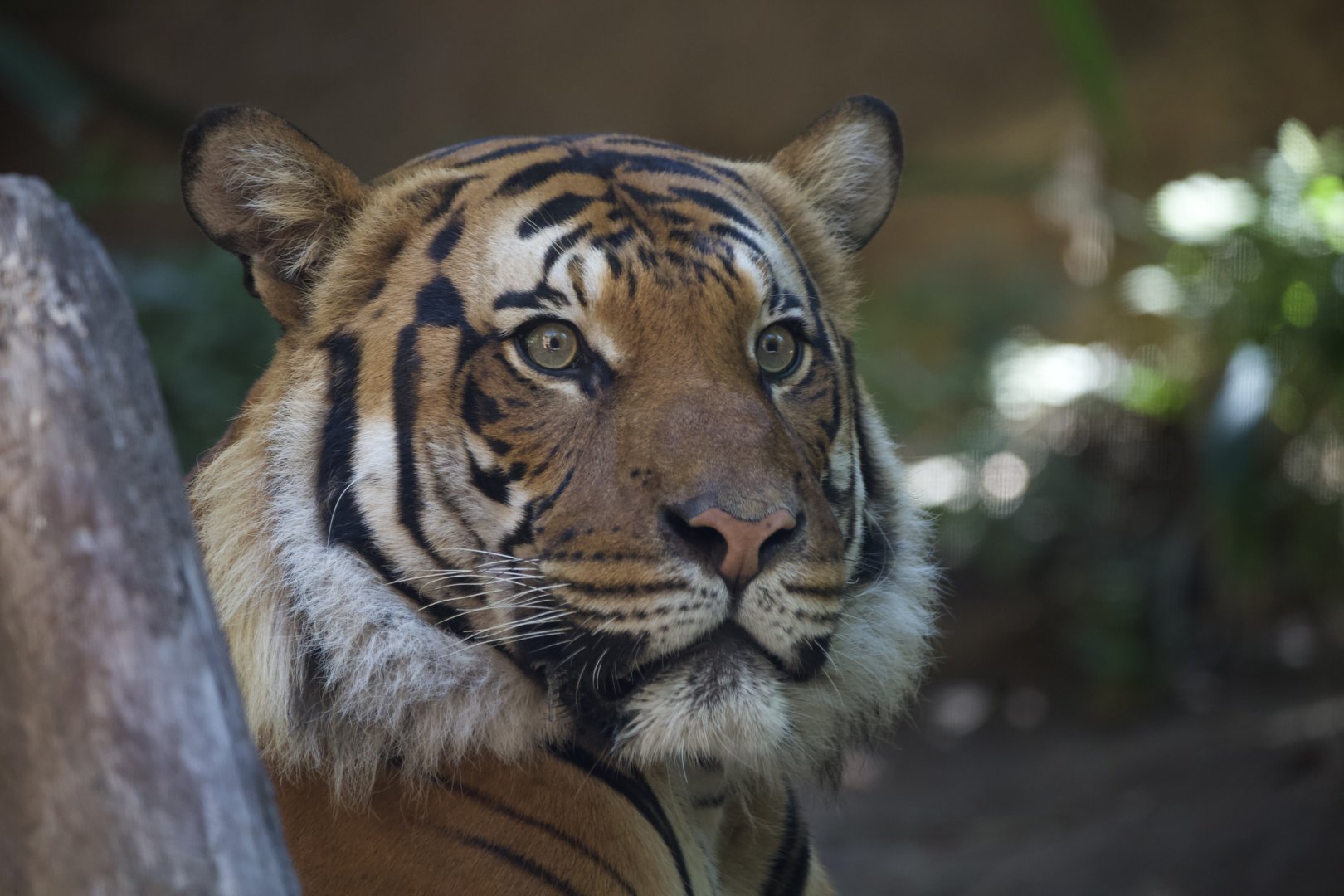 Malayan Tiger/ Panthera tigris "jacksoni" Conner