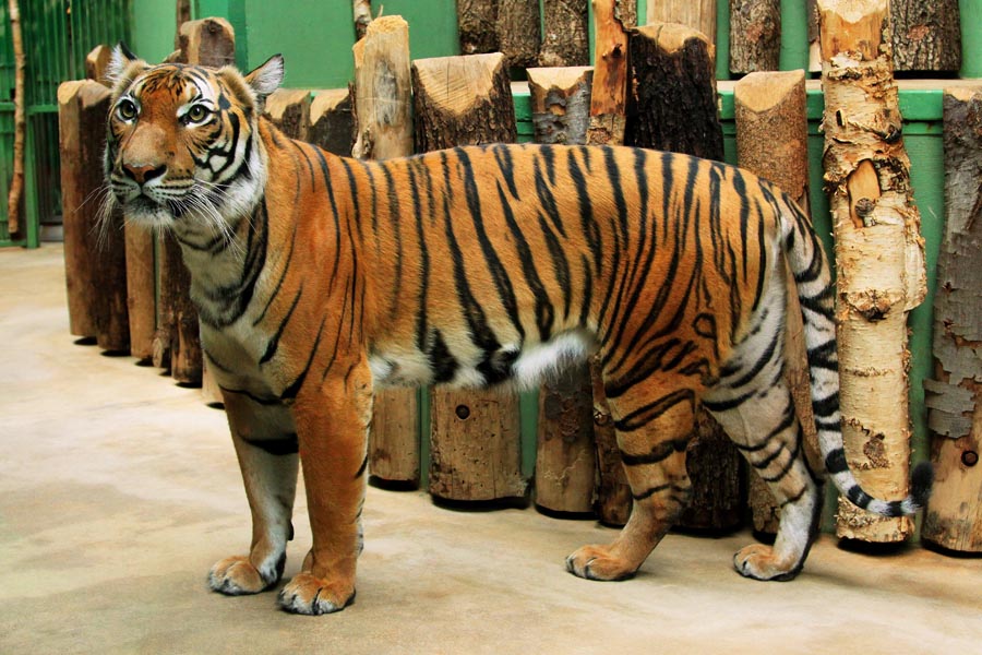 Malayan tiger (Panthera tigris jacksoni) - female
