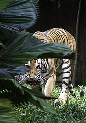 Malayan Tiger - Panthera tigris jacksoni - Melaka Zoo - 2009-2