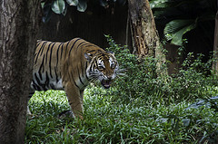 Malayan Tiger - Panthera tigris jacksoni - Melaka Zoo - 2009