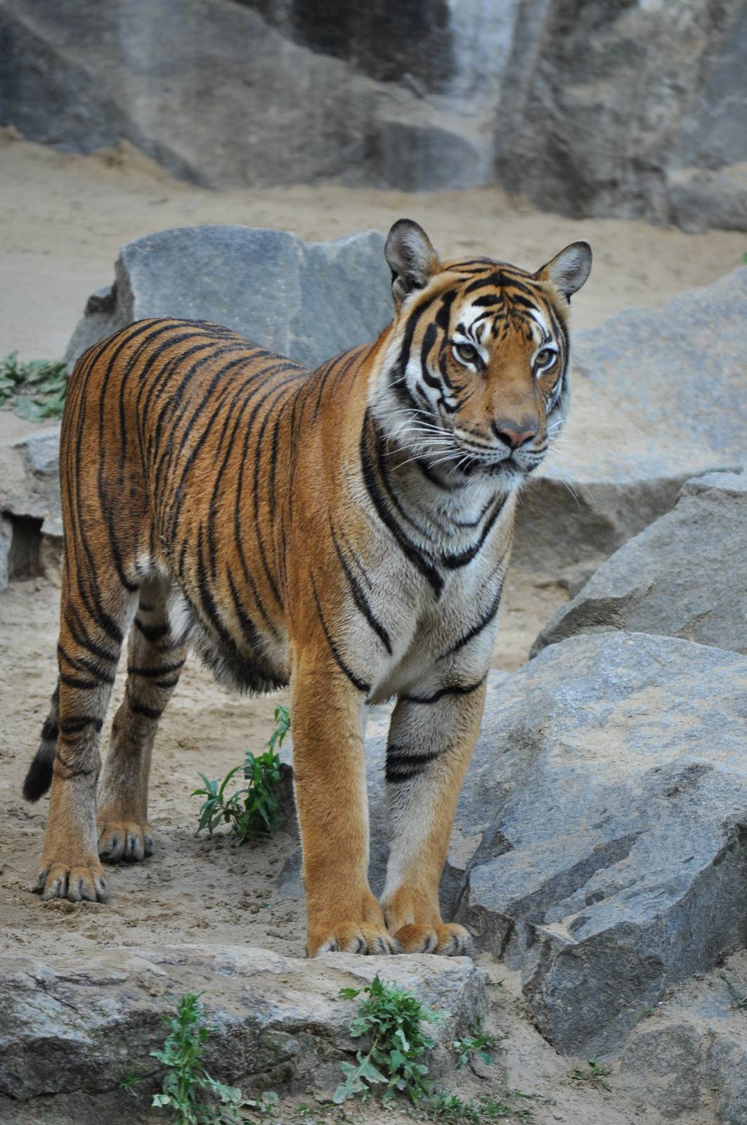 Malayan tiger (Panthera tigris jacksoni)