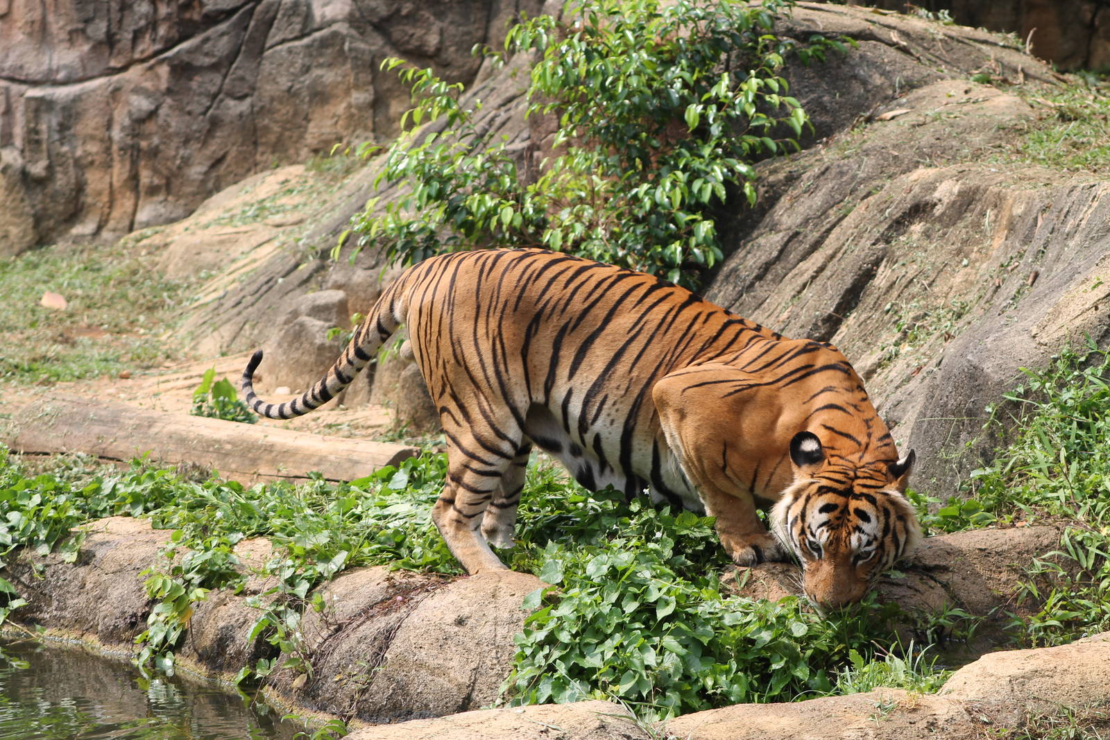 Malayan tiger (Panthera tigris jacksoni)