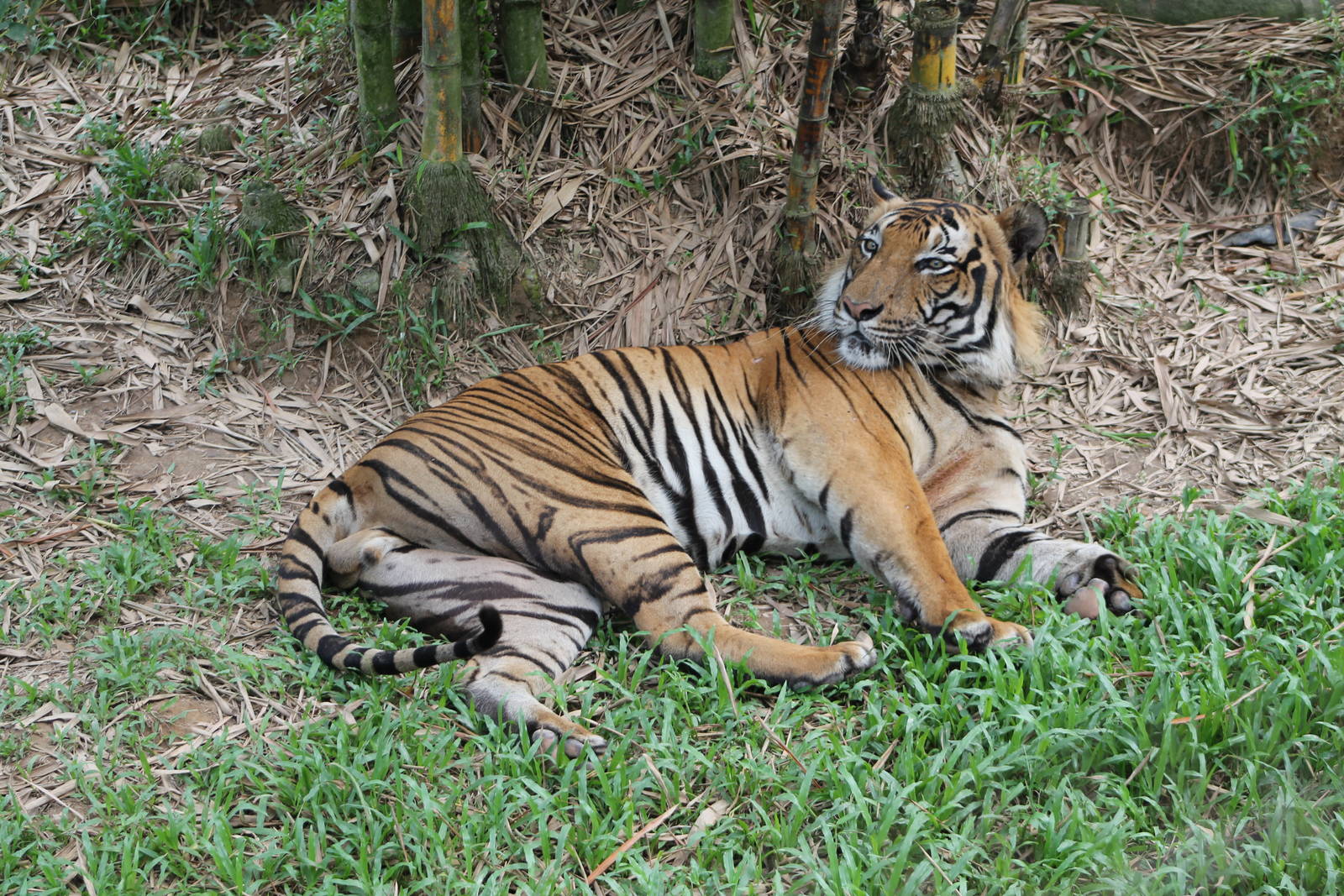 Malayan tiger (Panthera tigris jacksoni)