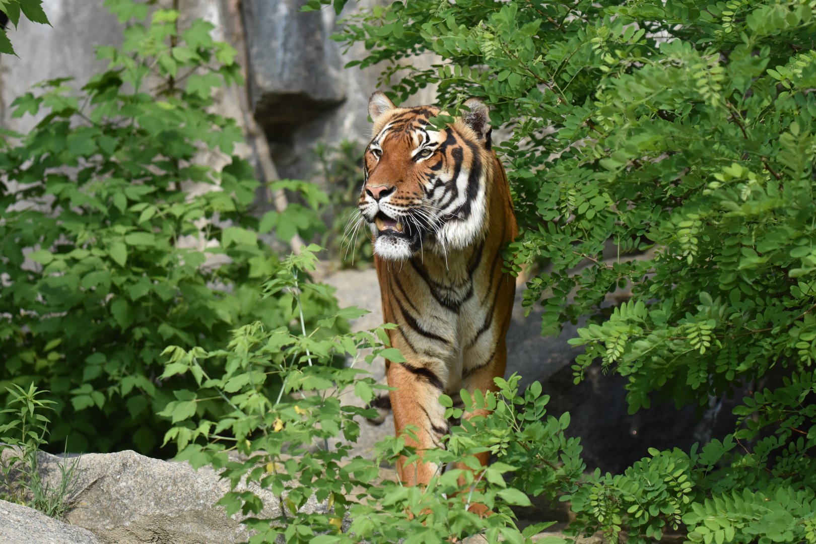 Malayan tiger (Panthera tigris jacksoni)