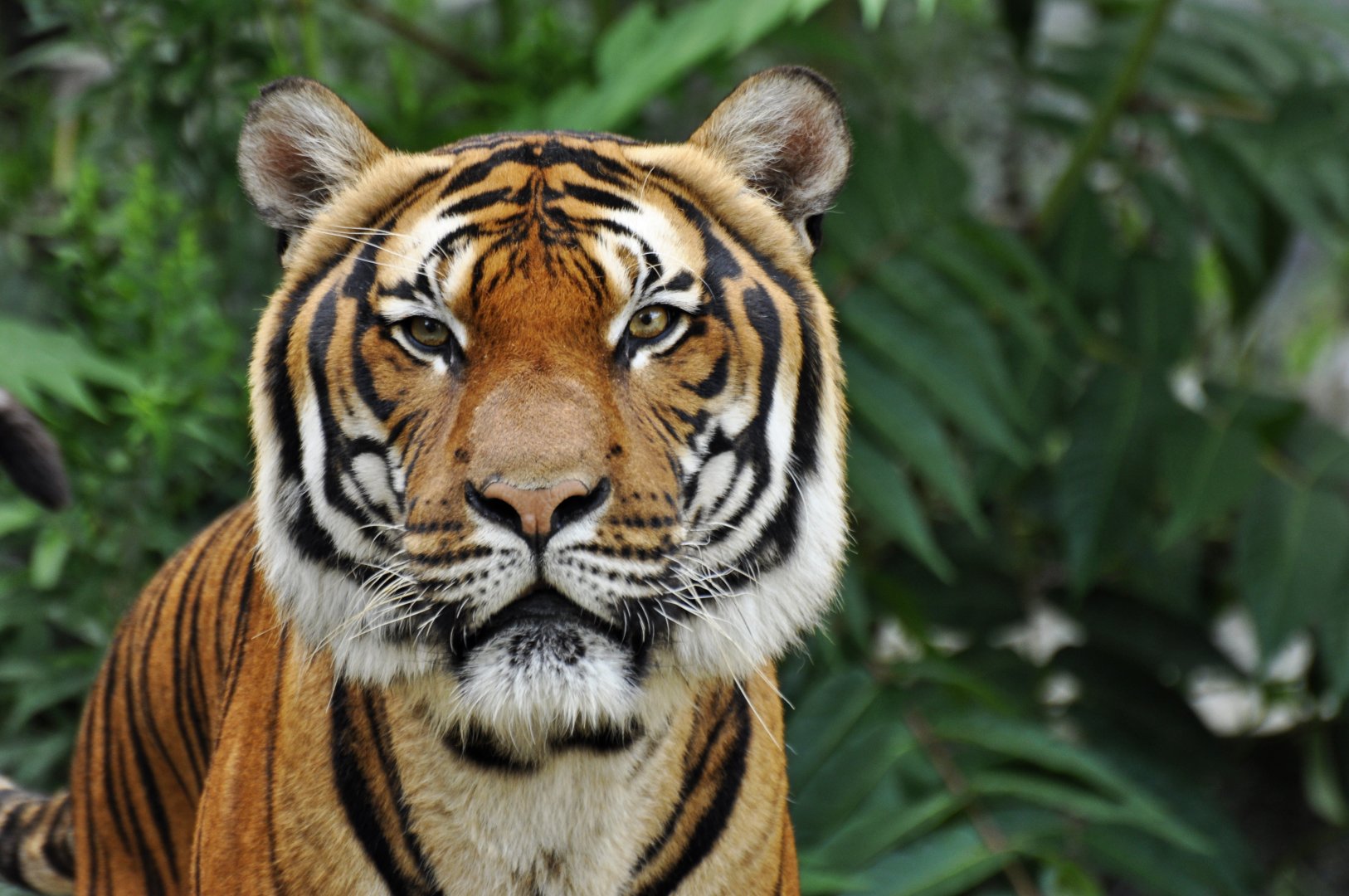 Malayan tiger (Panthera tigris jacksoni)