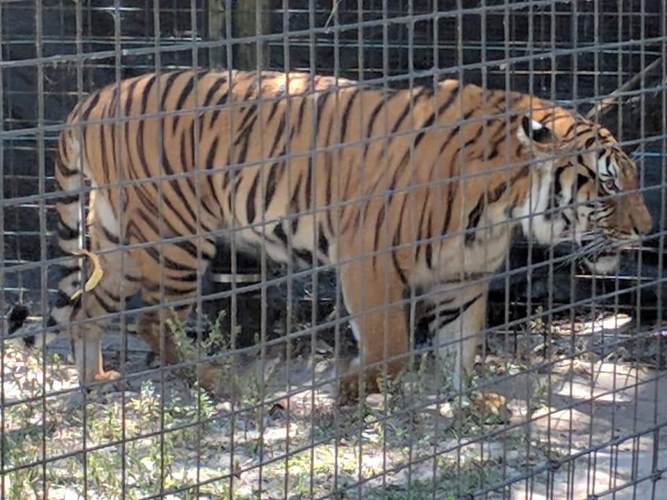 Malayan tiger (Panthera tigris jacksoni)