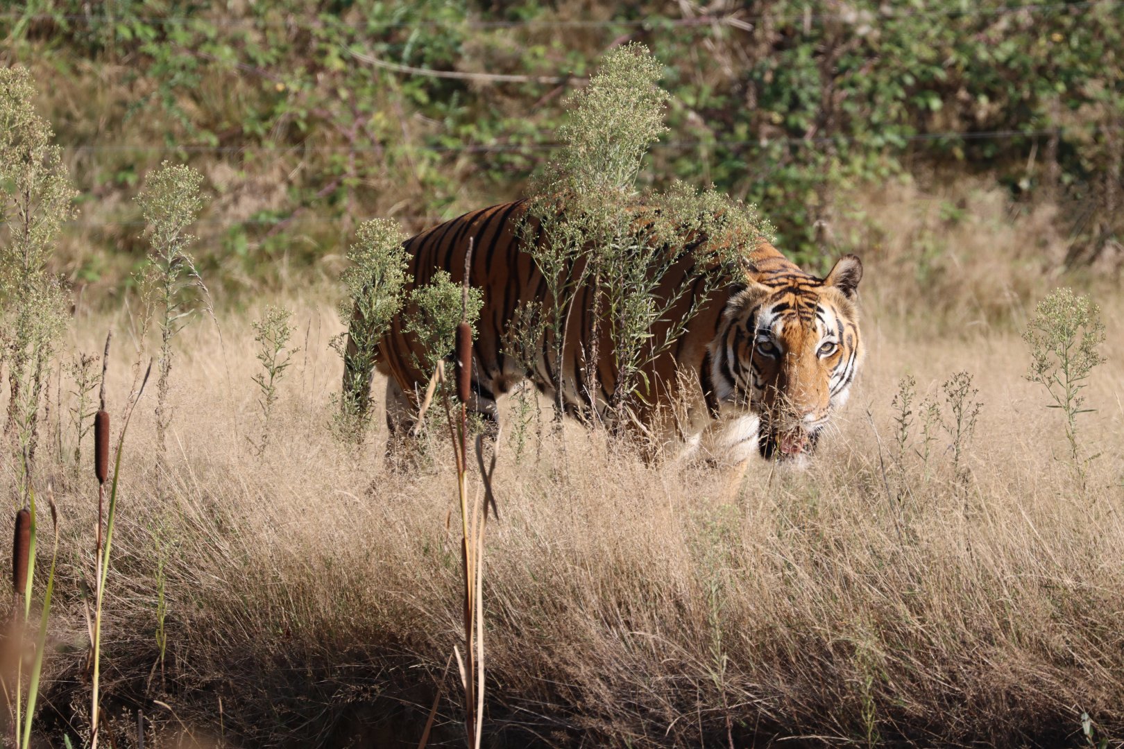 Malayan tiger (Panthera tigris jacksoni)