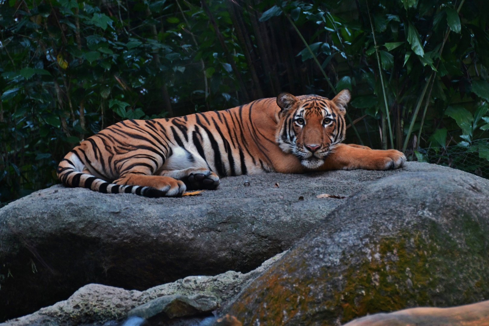 Malayan Tiger (Panthera tigris jacksoni)