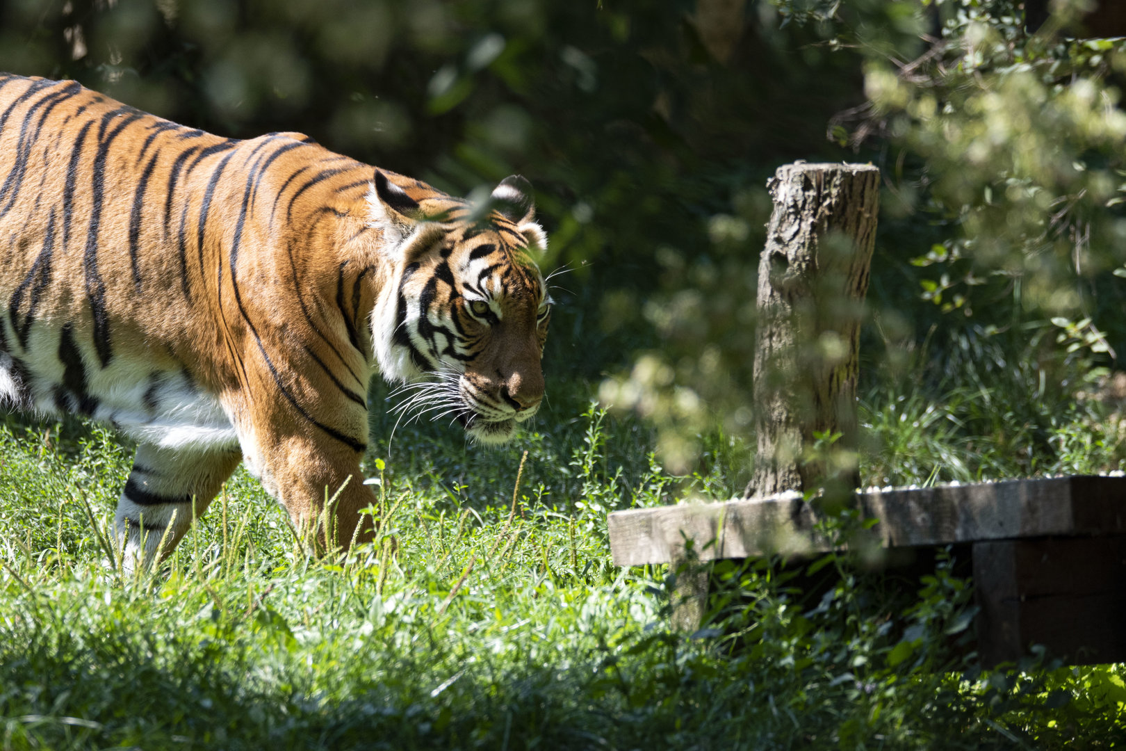 Malayan tiger (Panthera tigris jacksoni)