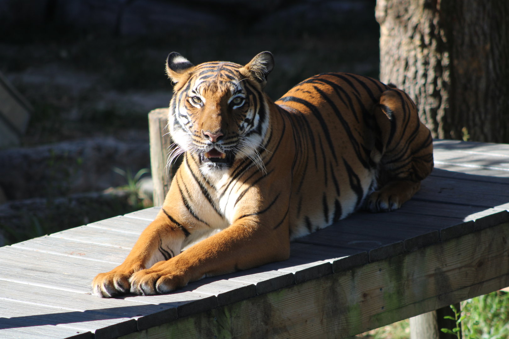 Malayan Tiger (Panthera tigris jacksoni)