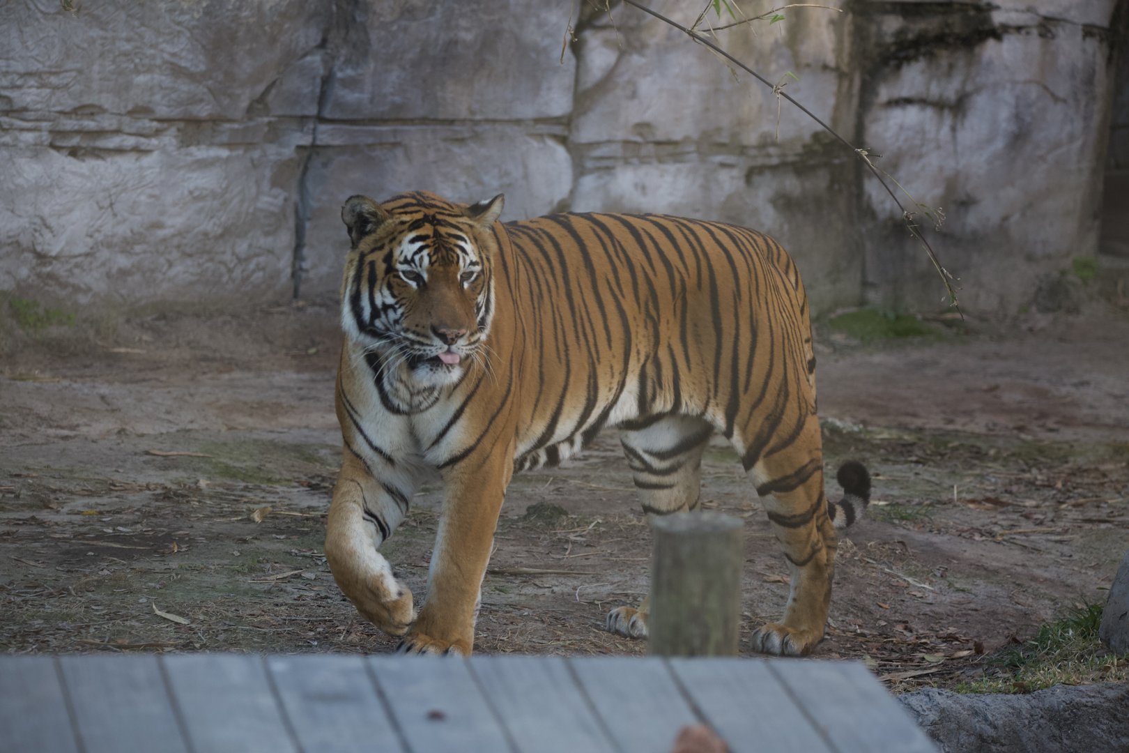 Malayan Tiger/ Panthera tigris "jacksoni"