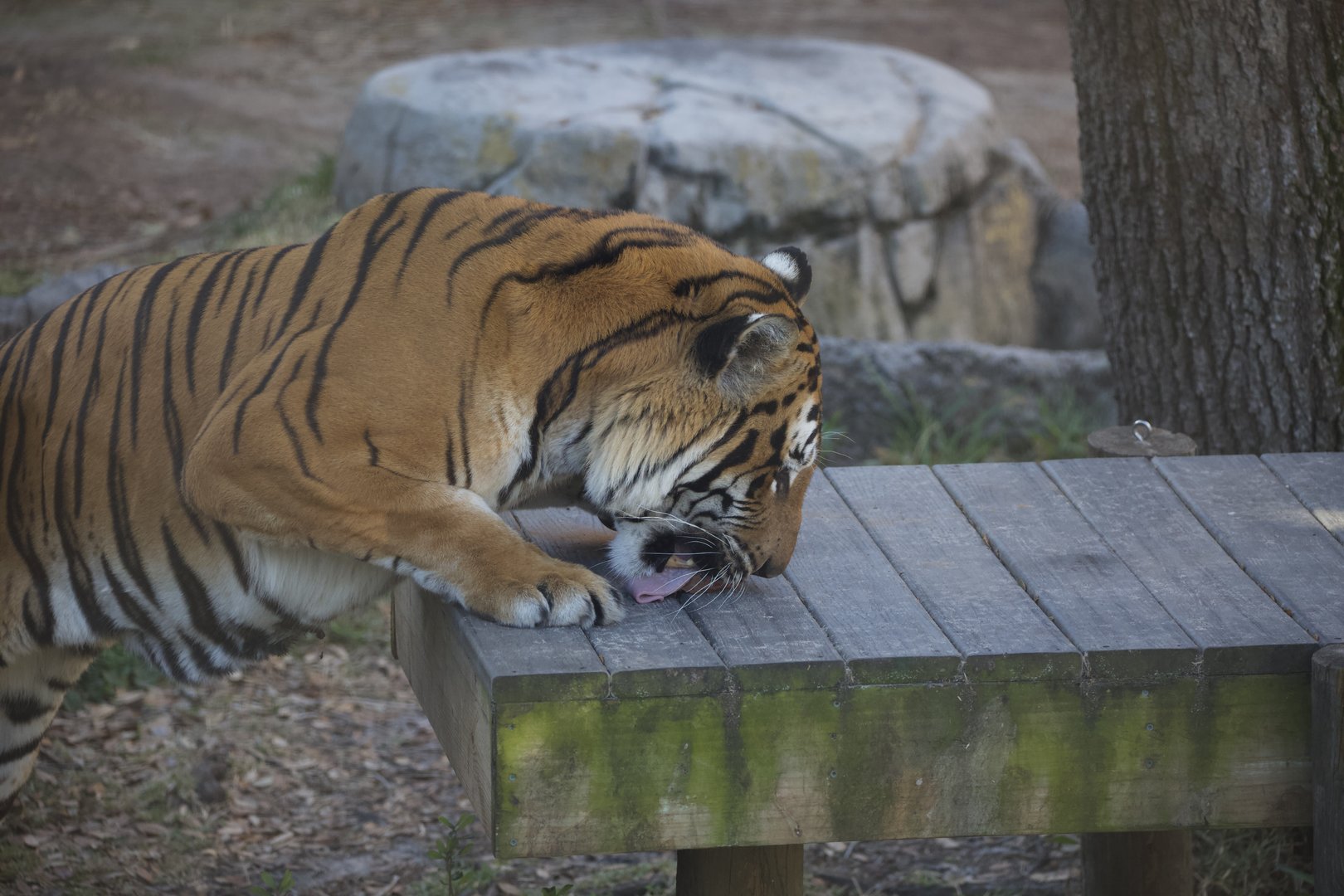 Malayan Tiger/ Panthera tigris "jacksoni"