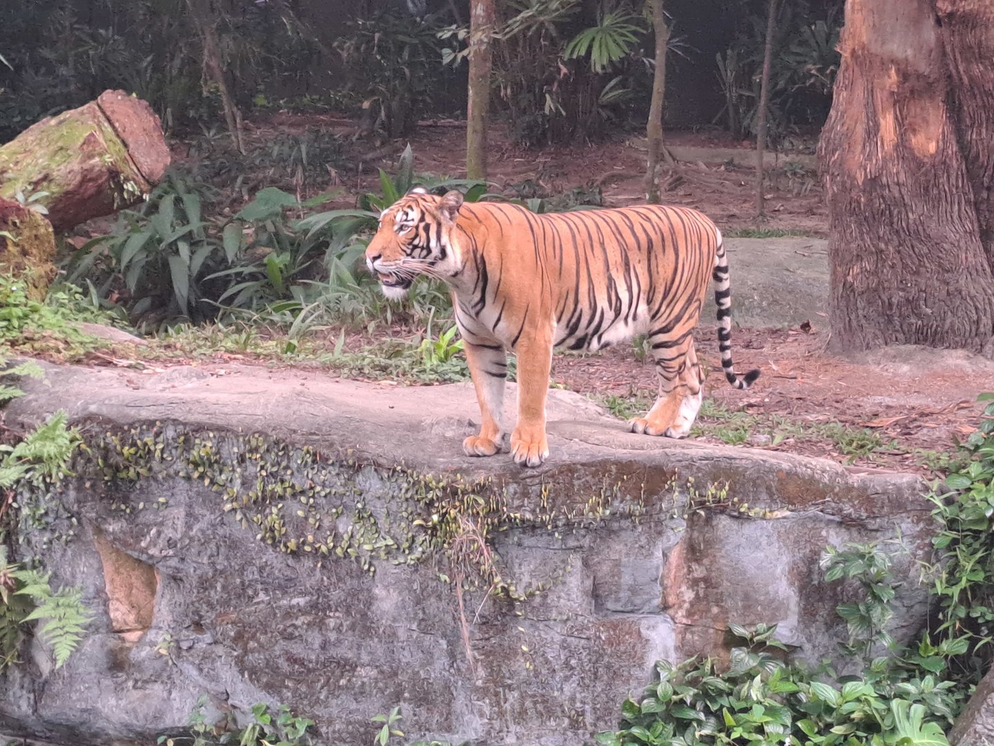 Malayan Tiger (Panthera tigris jacksoni)