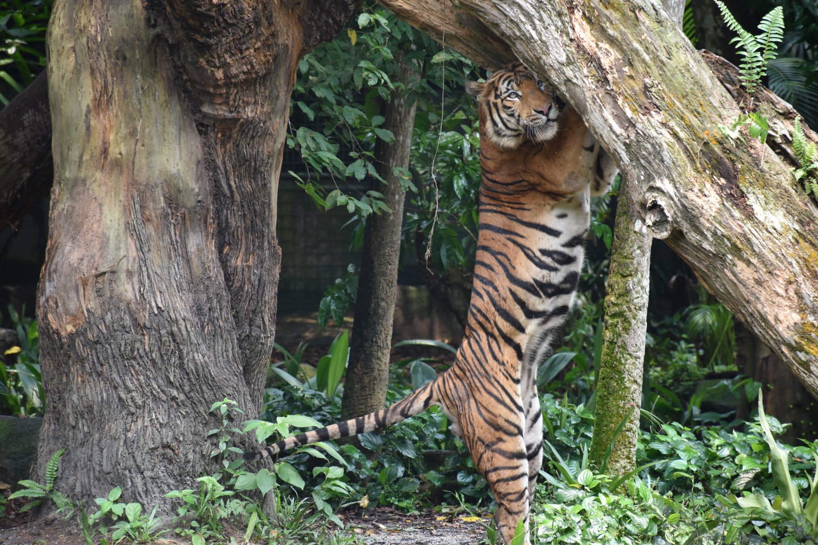Malayan Tiger (Panthera tigris jacksoni)