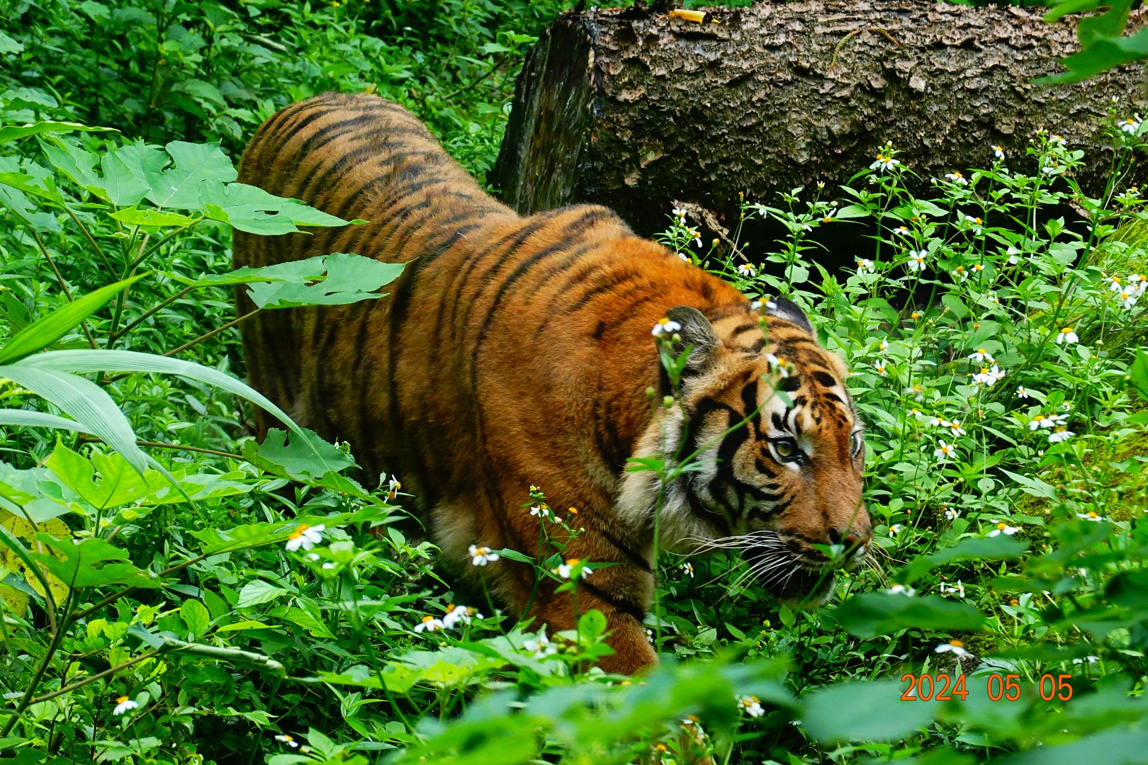 Malayan Tiger (Panthera tigris jacksoni)