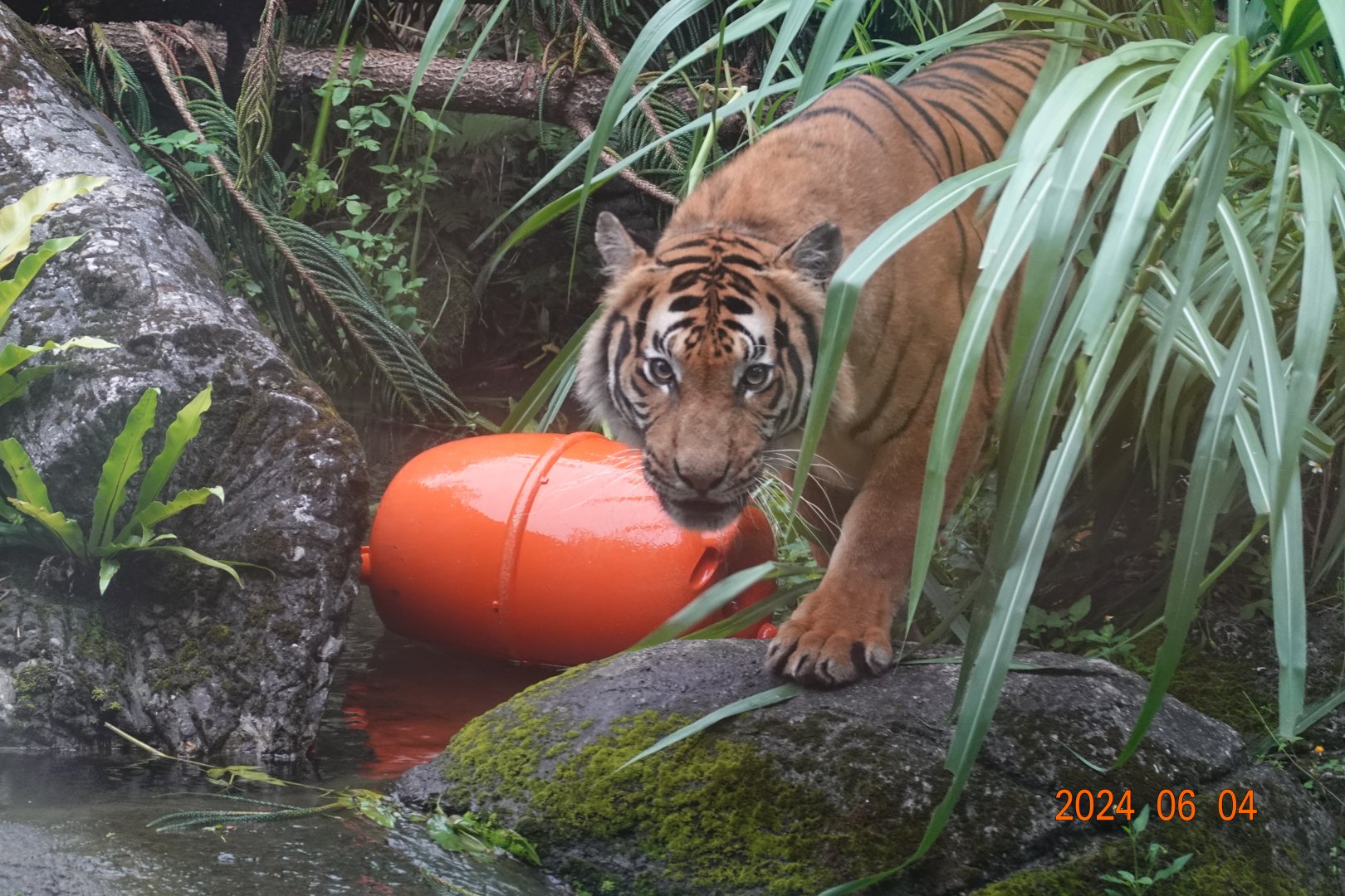 Malayan Tiger (Panthera tigris jacksoni)