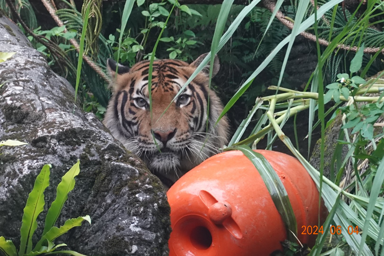Malayan Tiger (Panthera tigris jacksoni)