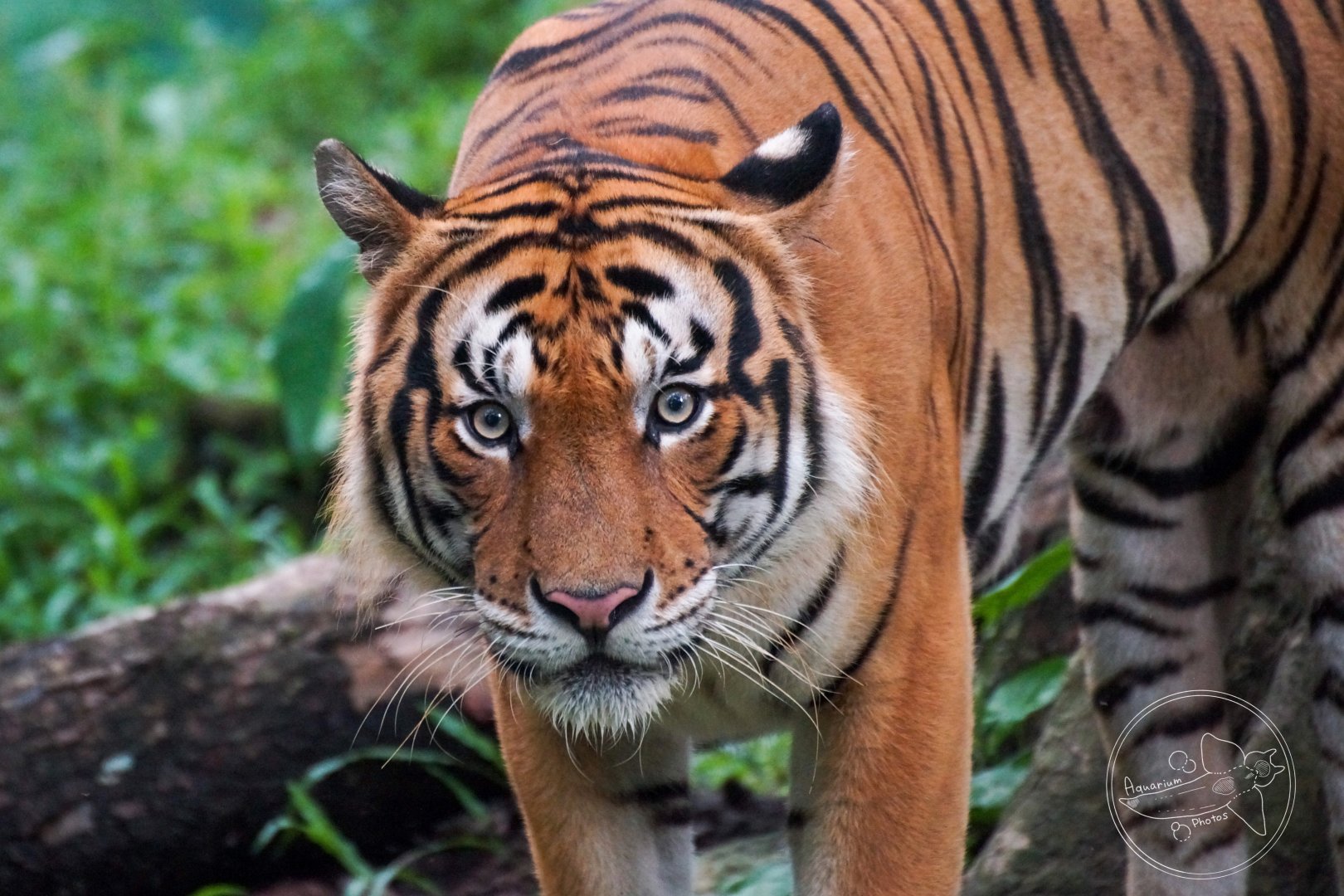 Malayan Tiger (Panthera tigris jacksoni)