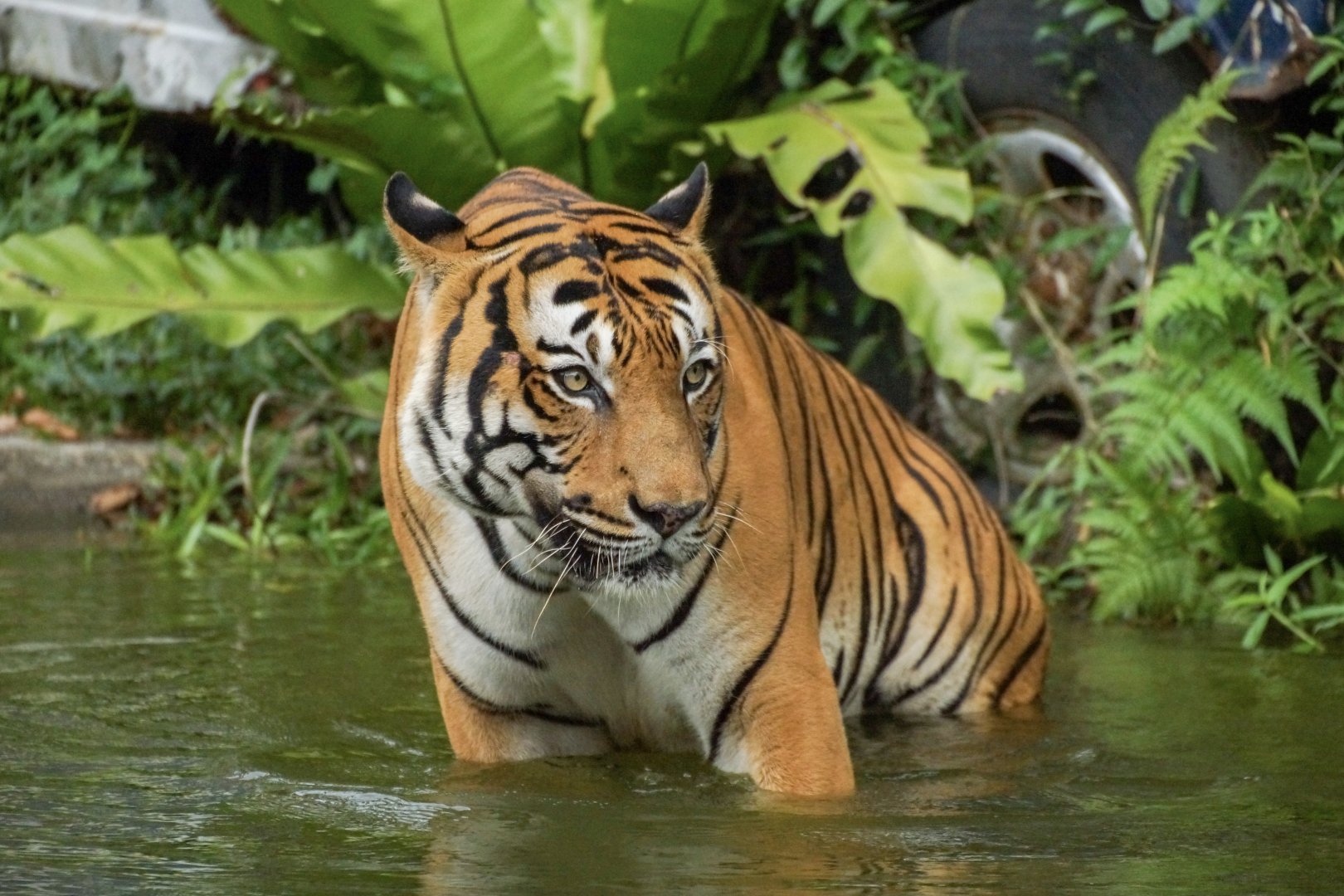 Malayan Tiger (Panthera tigris jacksoni)