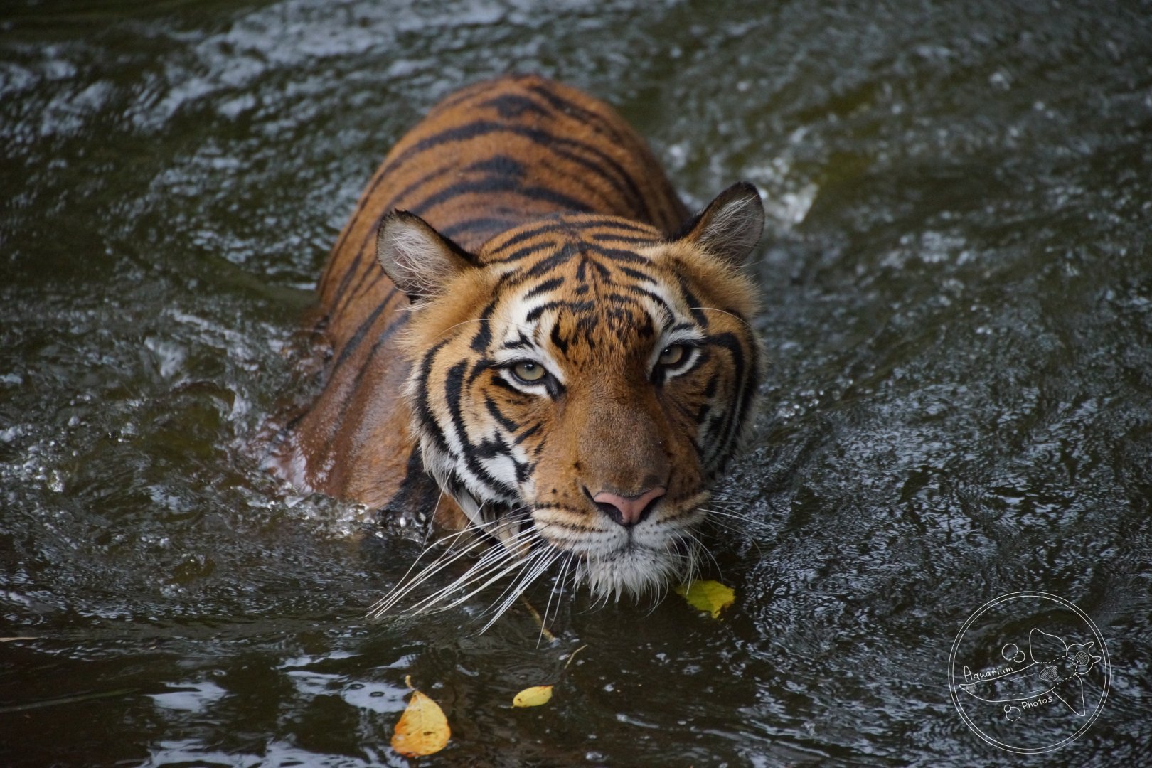 Malayan Tiger (Panthera tigris jacksoni)