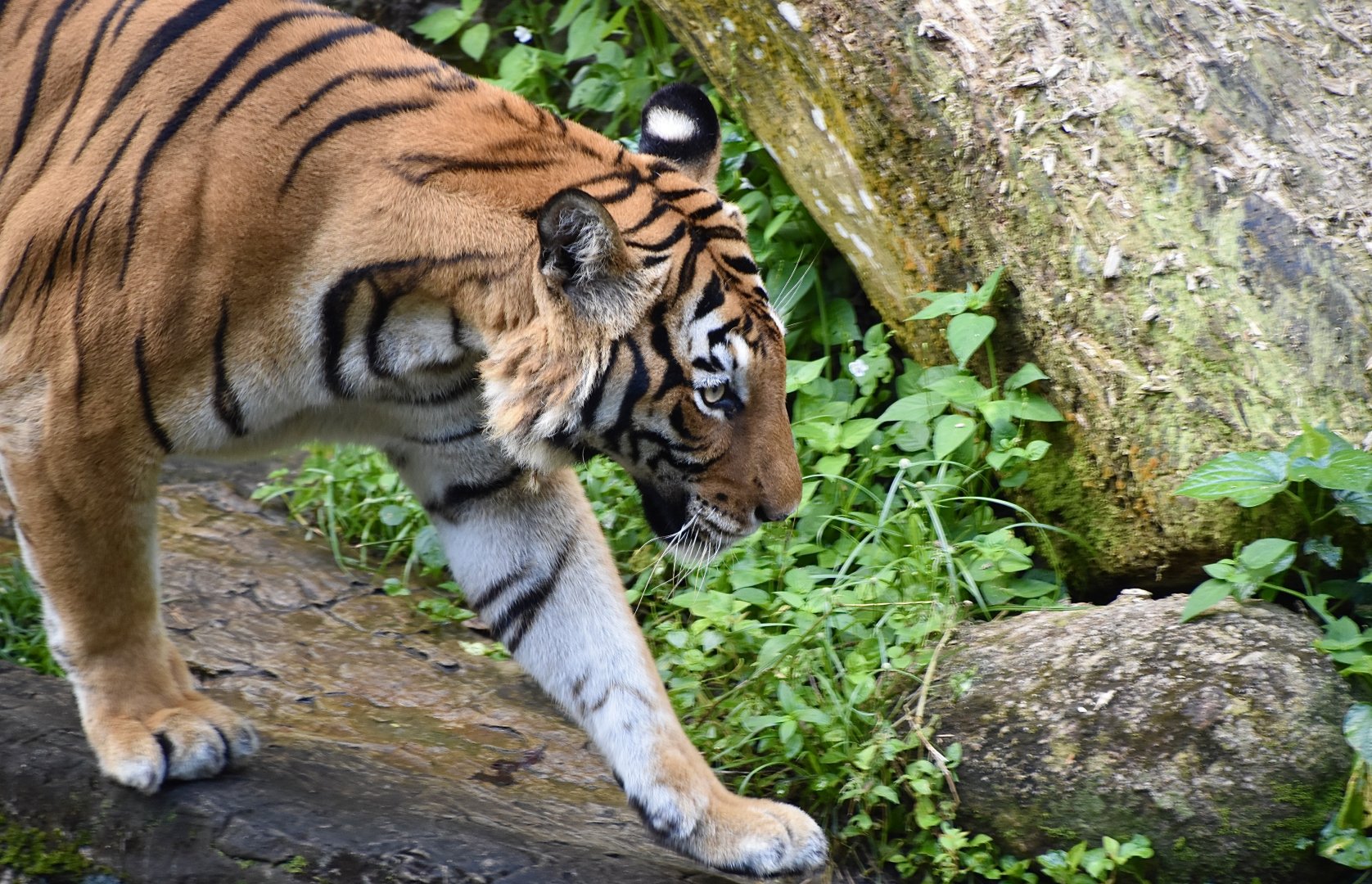 Malayan Tiger (Panthera tigris jacksoni)
