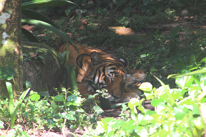 Malayan tiger (Panthera tigris 'jacksoni')