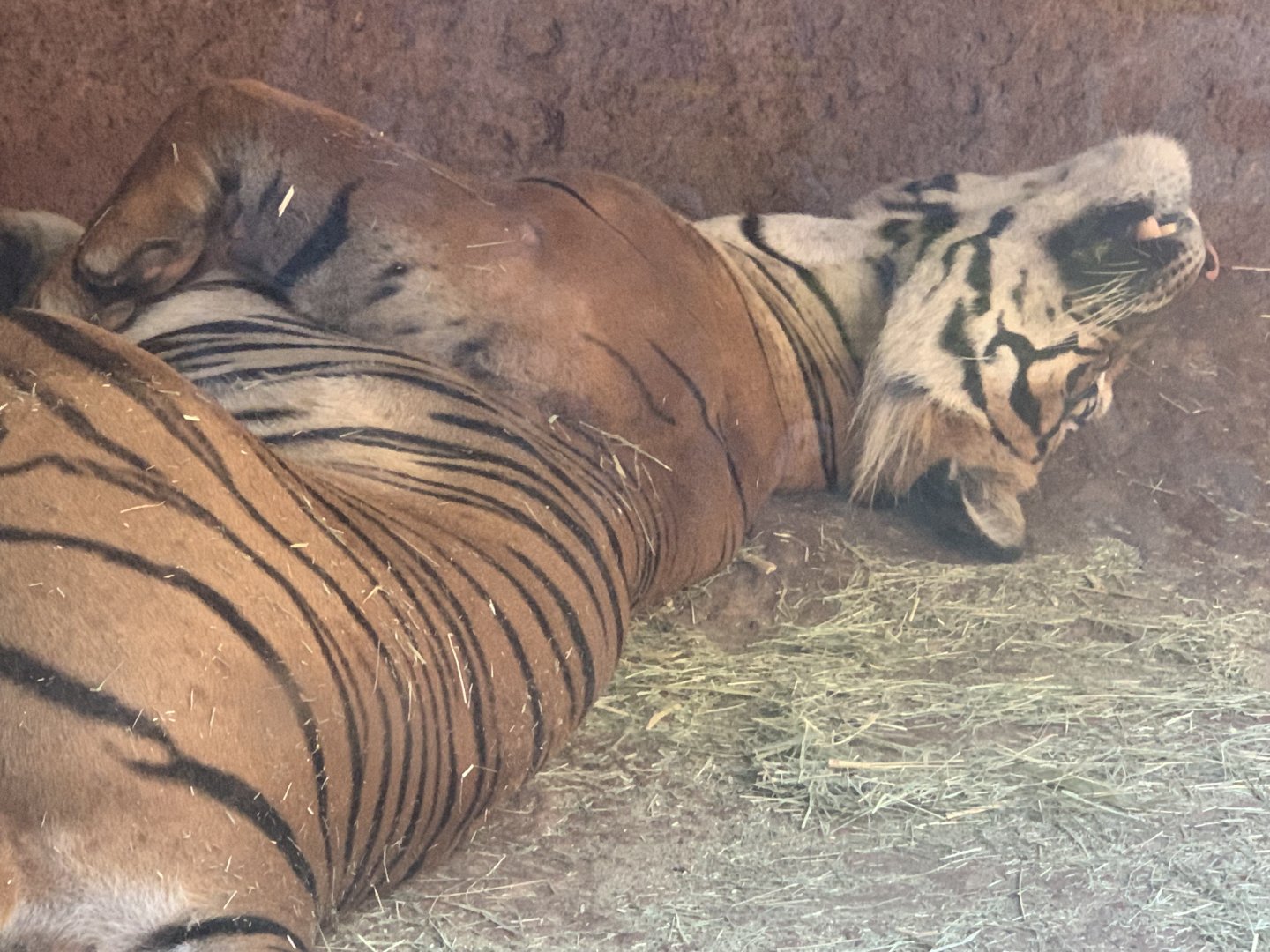 Malayan Tiger (Panthera tigris tigris)