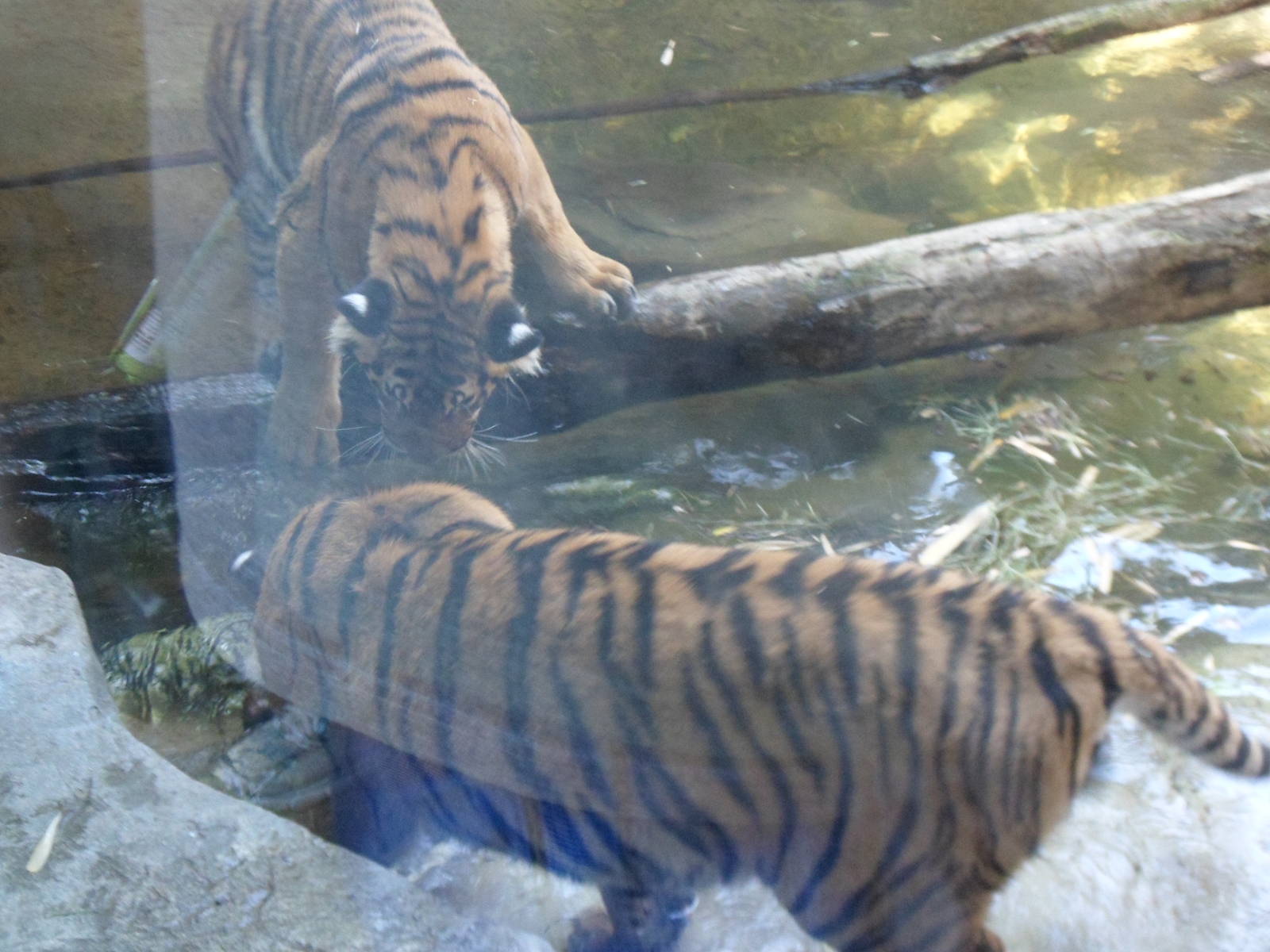 Malayan Tiger Playing in the Water