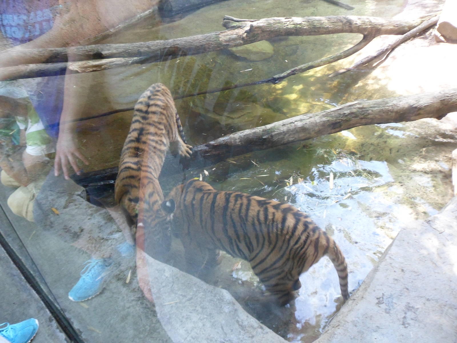 Malayan Tiger Playing in the Water
