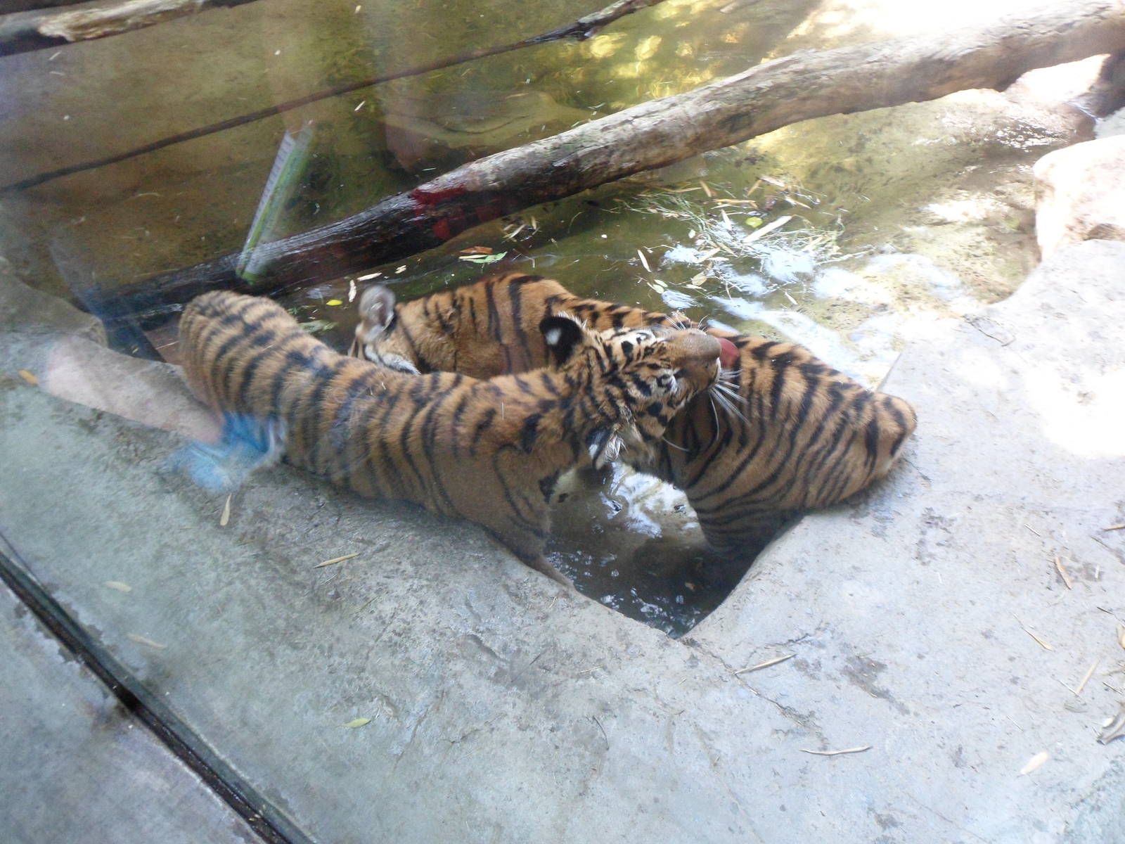 Malayan Tiger Playing in the Water