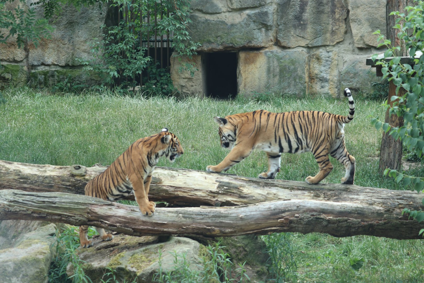 Malayan Tiger playing