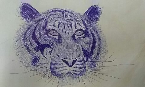 Malayan tiger portrait