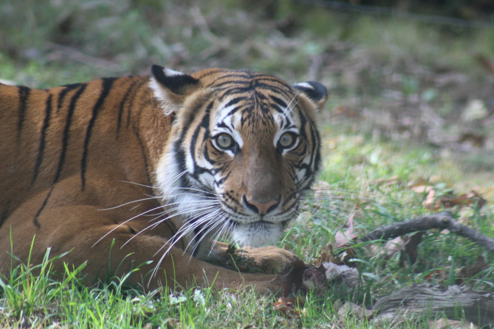 Malayan Tiger Profile