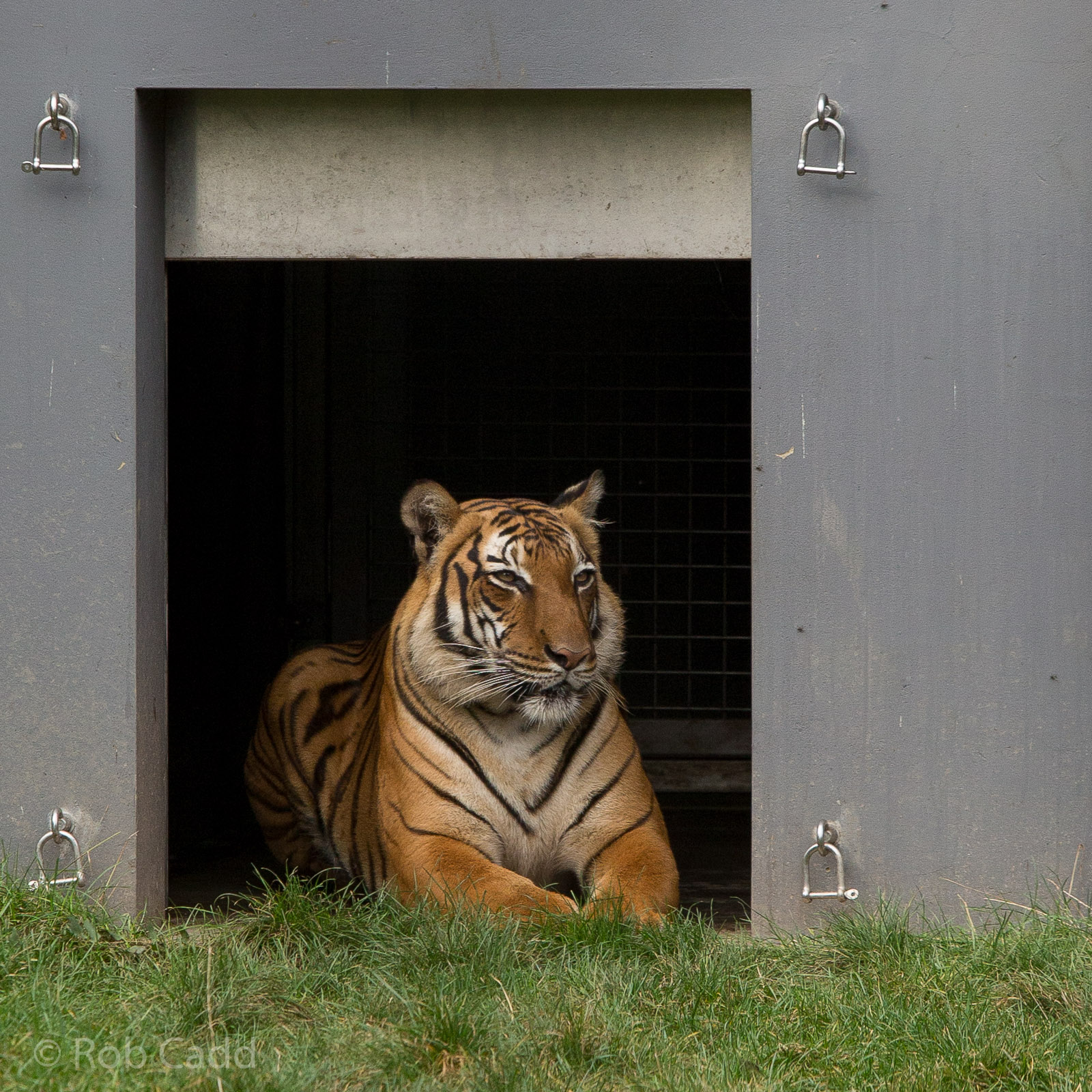 Malayan tiger : RSCC : 12 Oct 2014