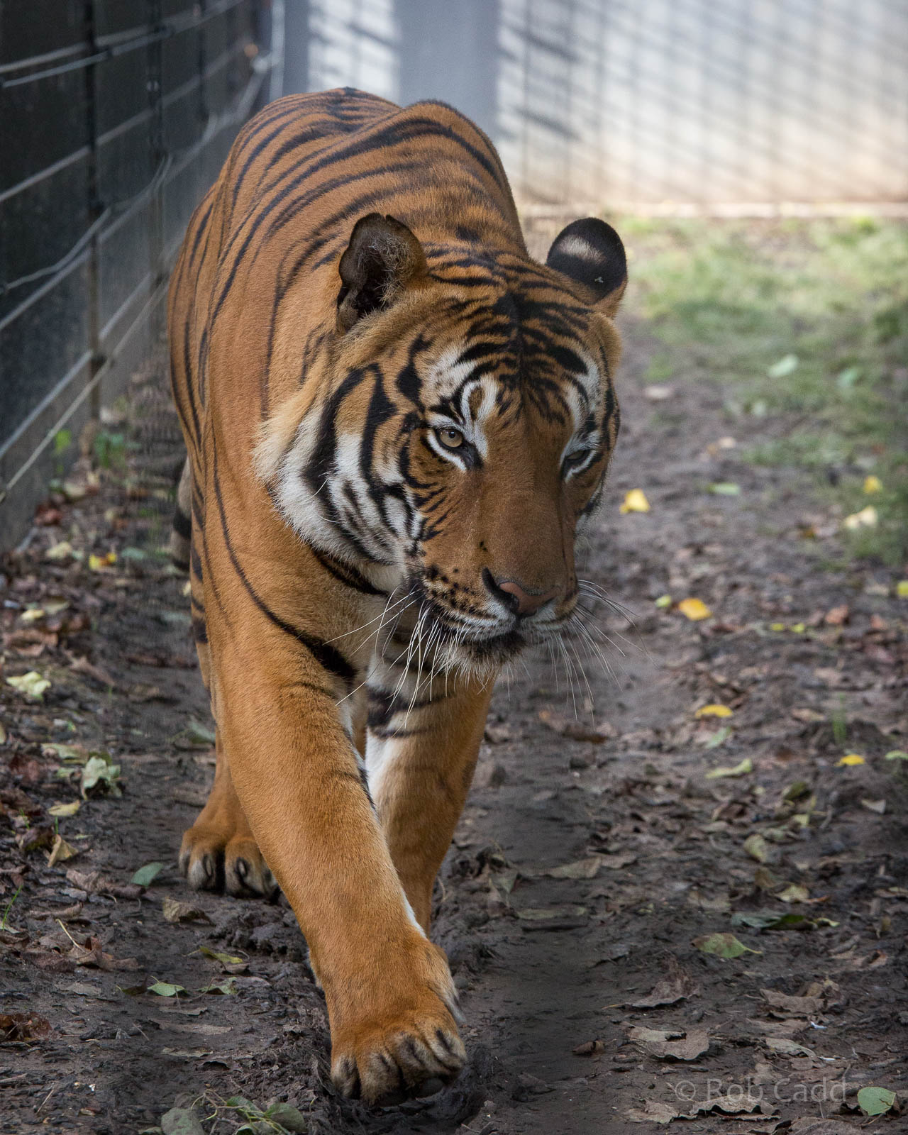 Malayan tiger : RSCC : 17 Oct 2014