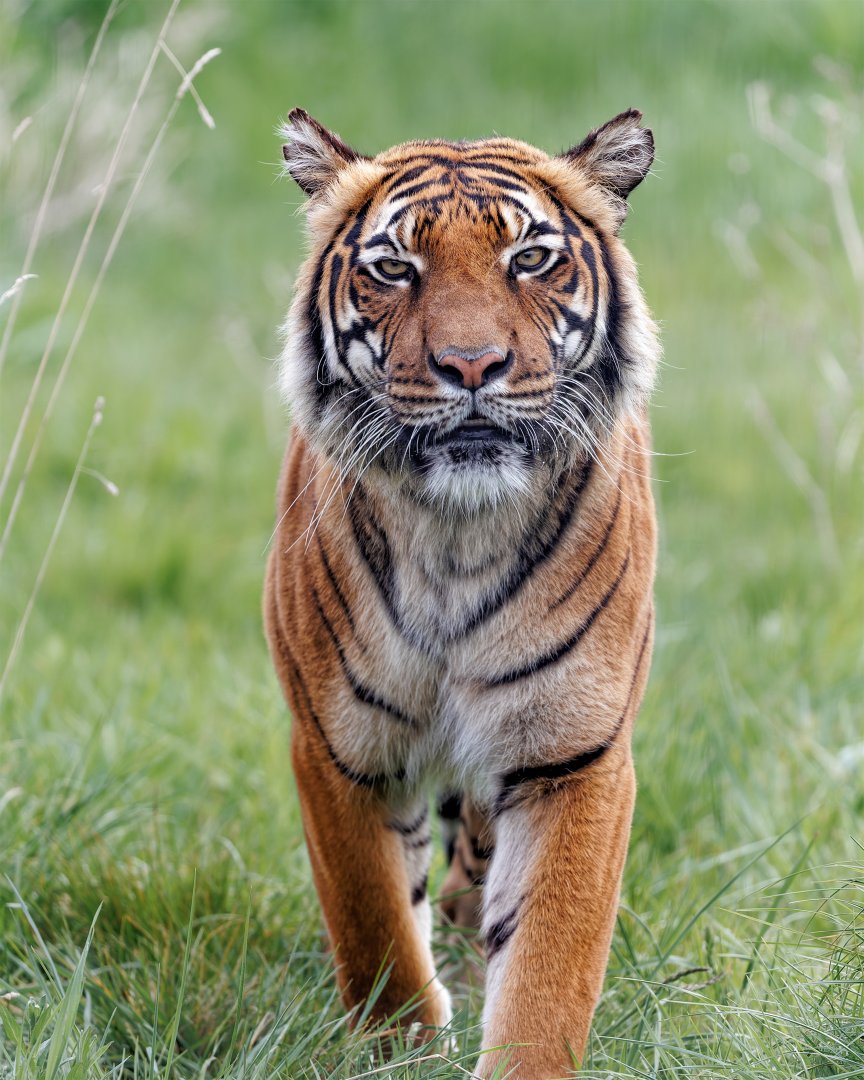 Malayan Tiger - Sahaja / 7-5-22 / Hamerton