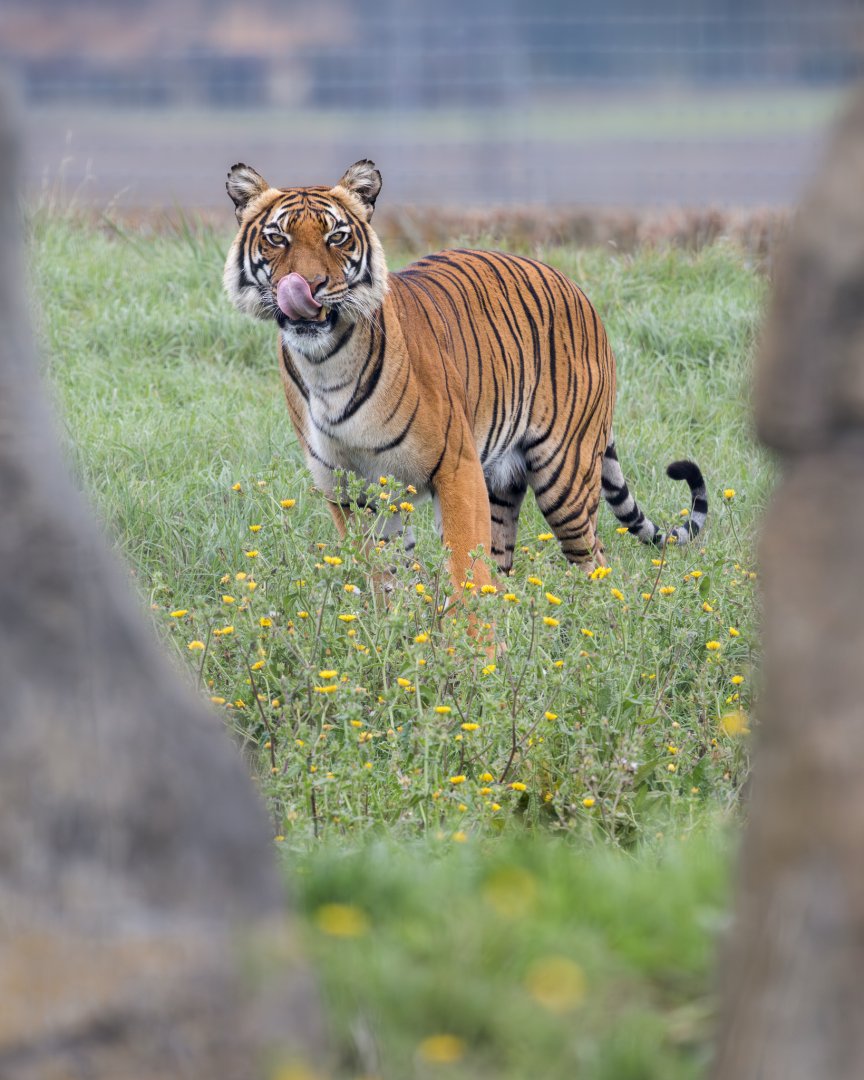 Malayan Tiger (Sahaja) / Hamerton / 24-9-24