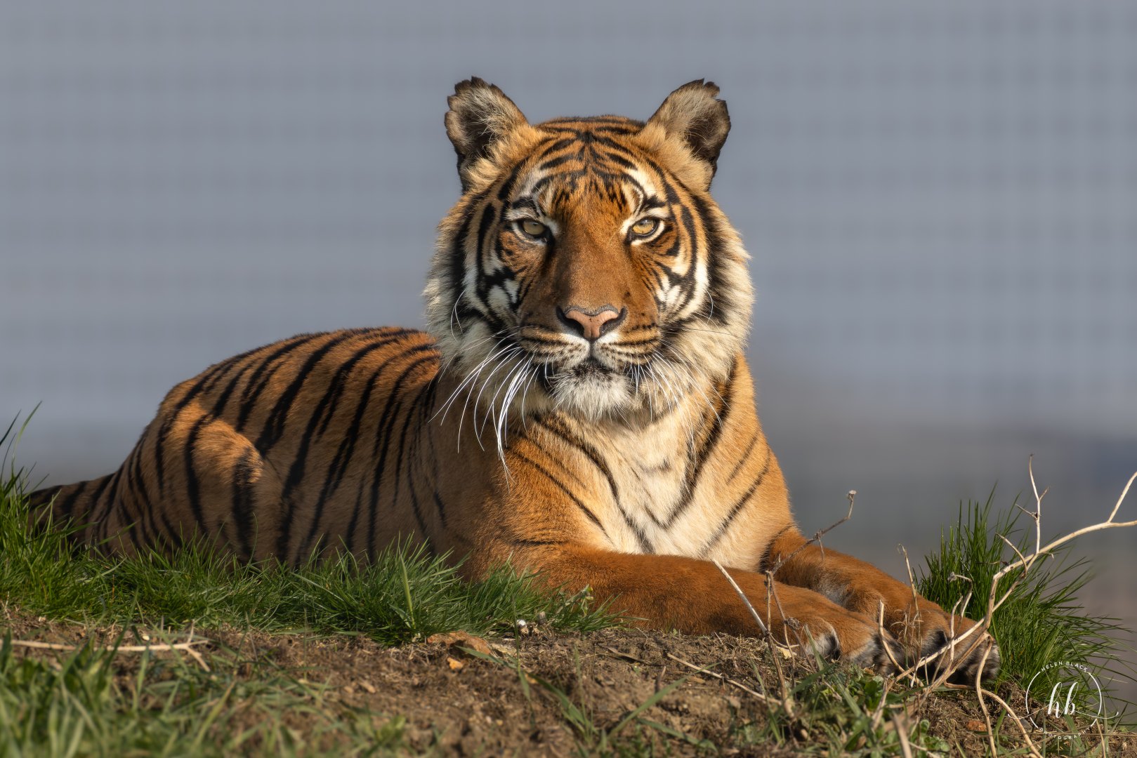 Malayan Tiger - Sahaja / Hamerton / 8-3-24