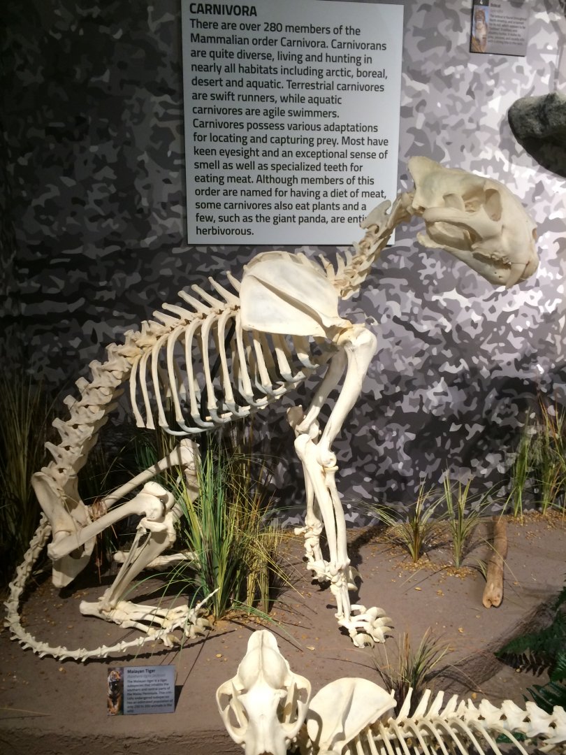 Malayan Tiger Side View