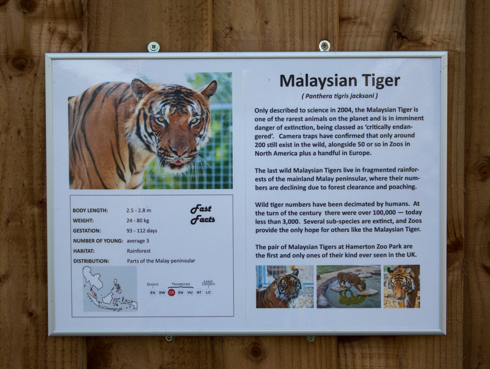 Malayan tiger (signage) : Hamerton : 13 Nov 2016