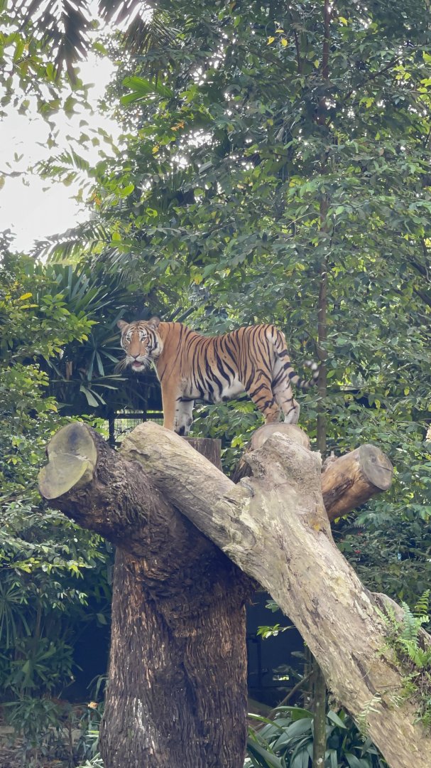 Malayan Tiger , Singapore Zoo